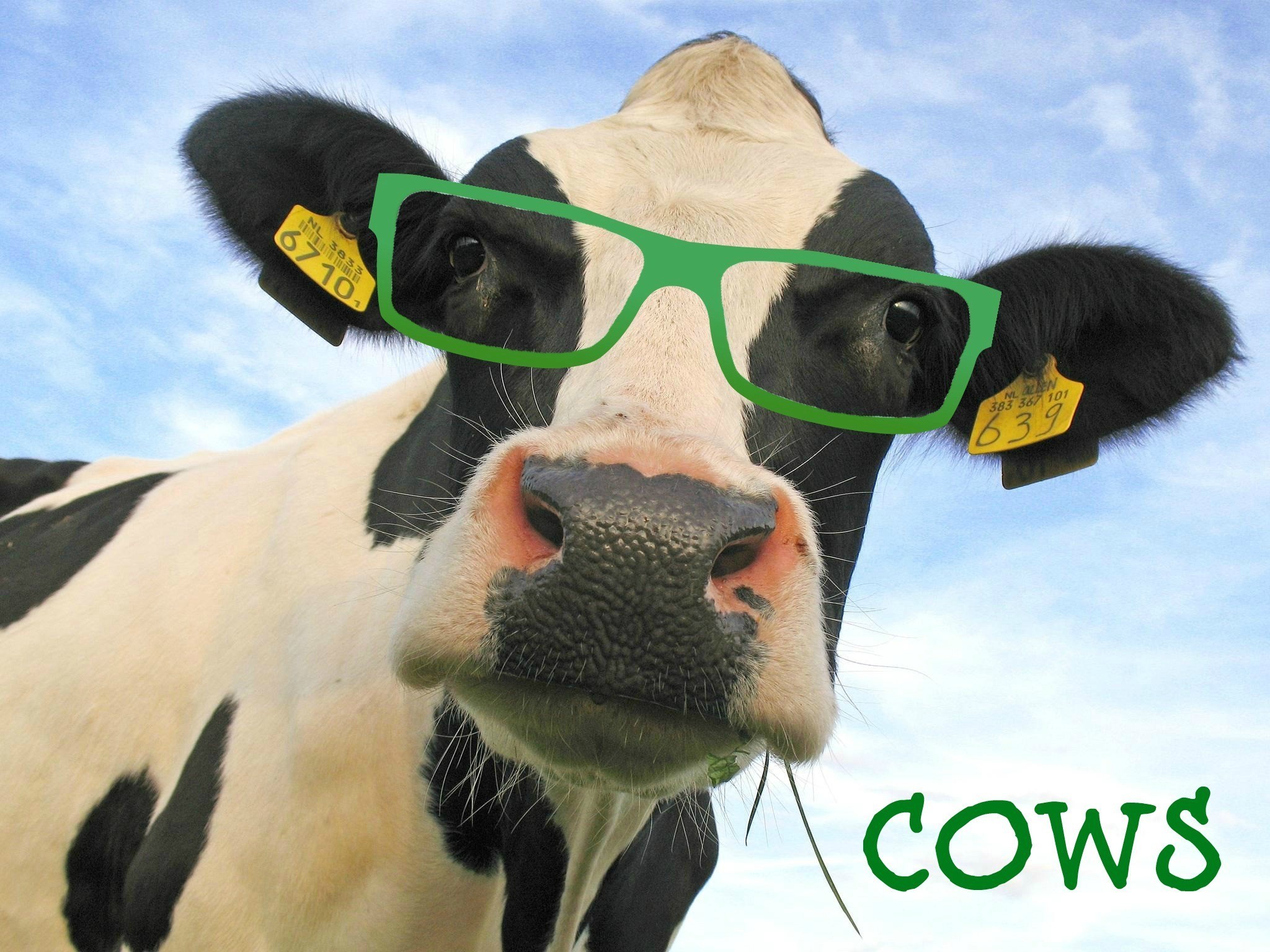 Funny Cow Wallpaper (62+ pictures)