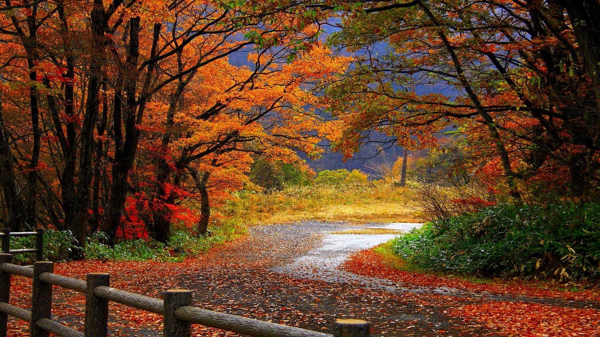 Autumn Fall Background Desktop WallPaper HD - IMASHON.COM 1920x1080