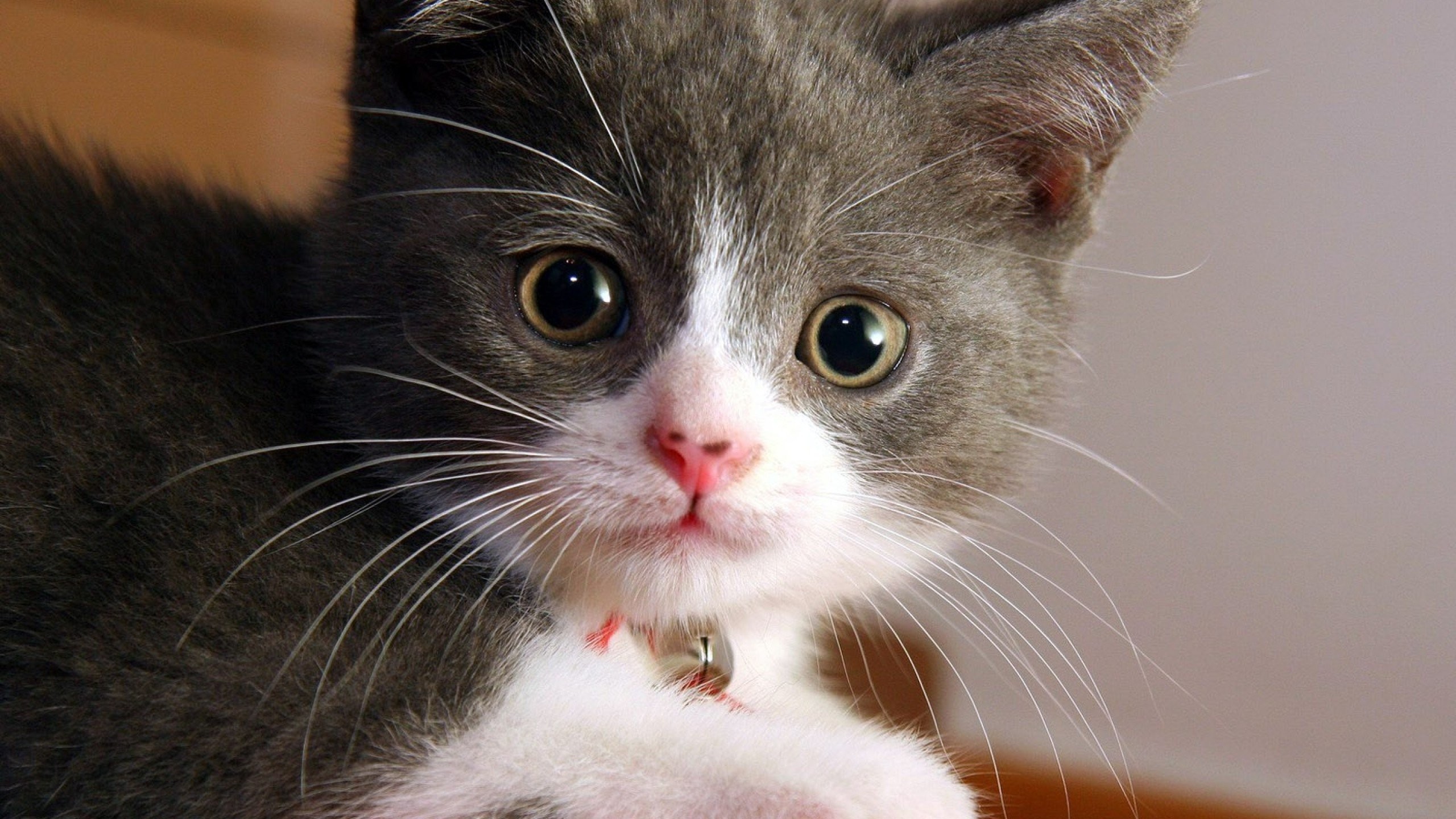 Innocent Cat 890353 2560x1440