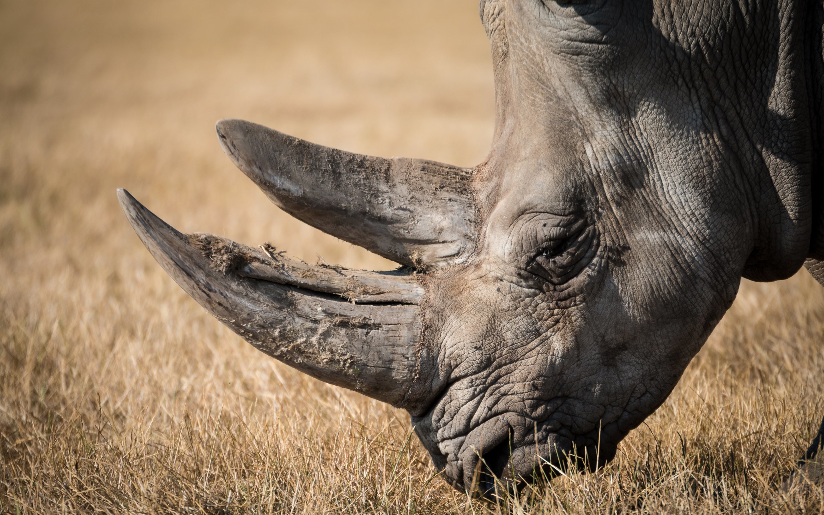 Rhino With Background Of Trees And Sunset 4K HD Animals Wallpapers  HD  Wallpapers  ID 50535