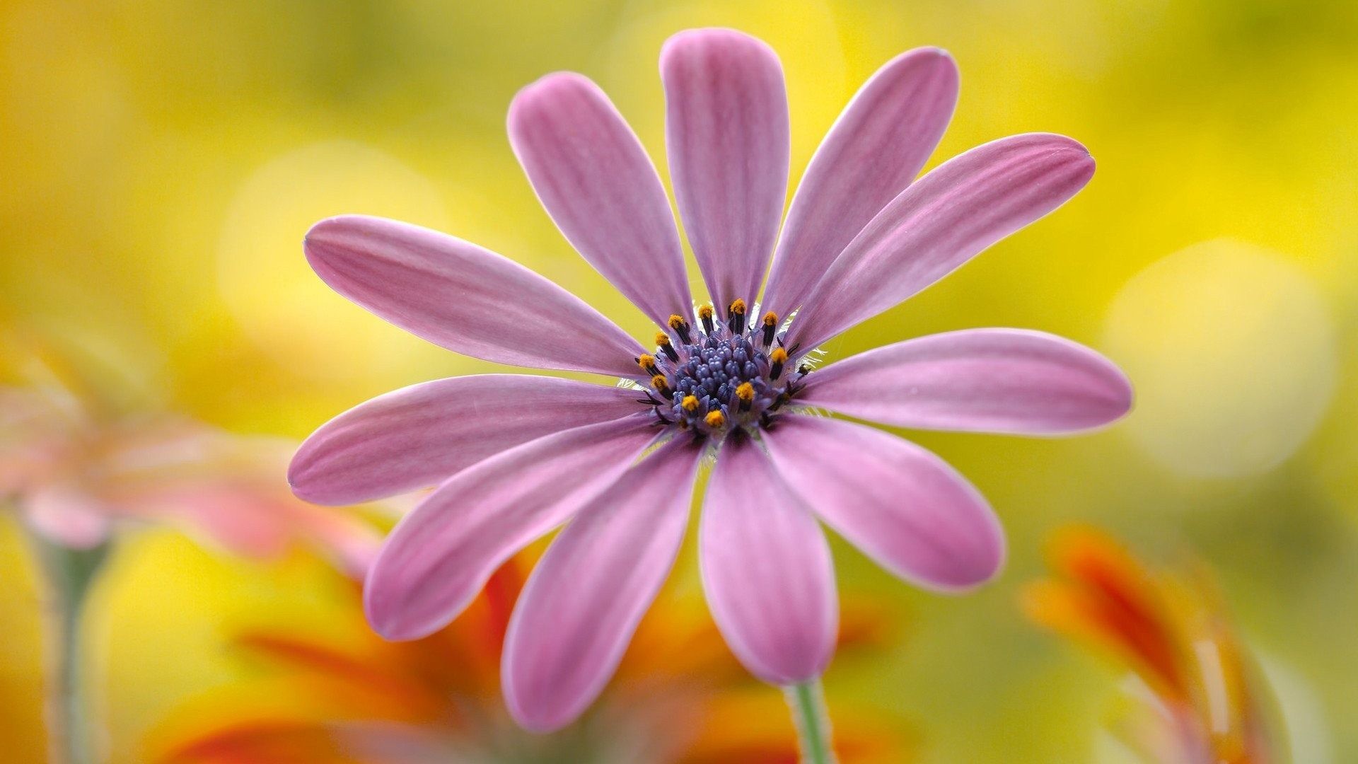 Full HD Flowers Wallpapers 68 Pictures WallpaperSet Full HD Flowers Wallpapers 68 Pictures WallpaperSet