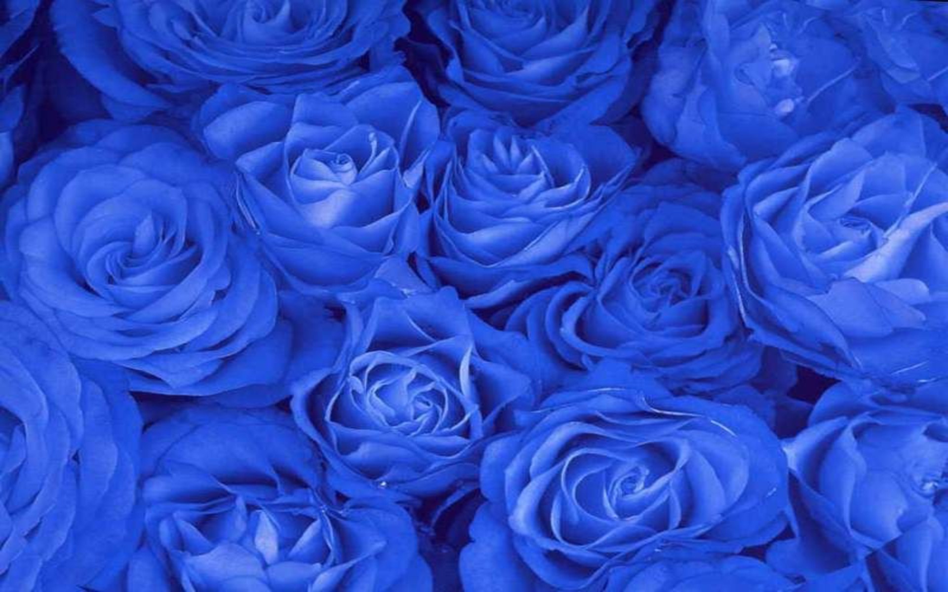 Blue Rose Background (41+ pictures)