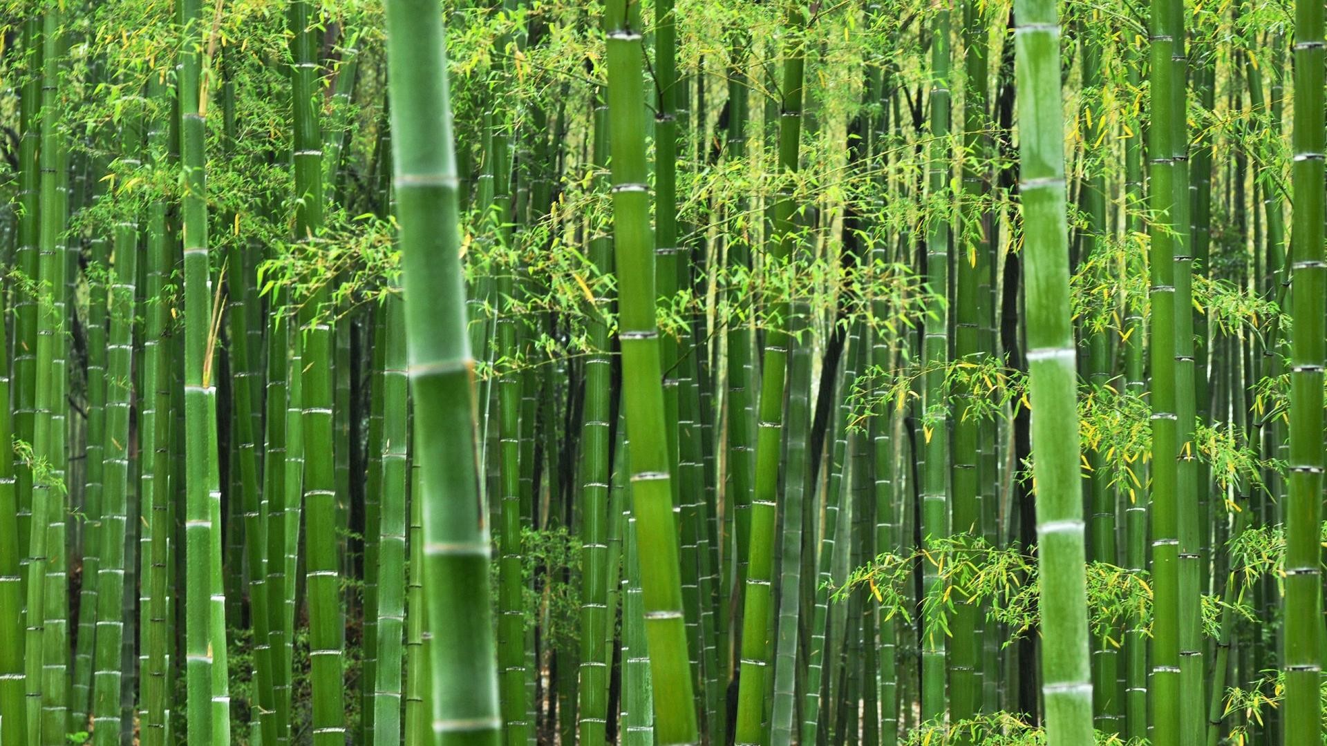 Green Bamboo Forest Sunlight Large Wall Mural Self-adhesive - Etsy