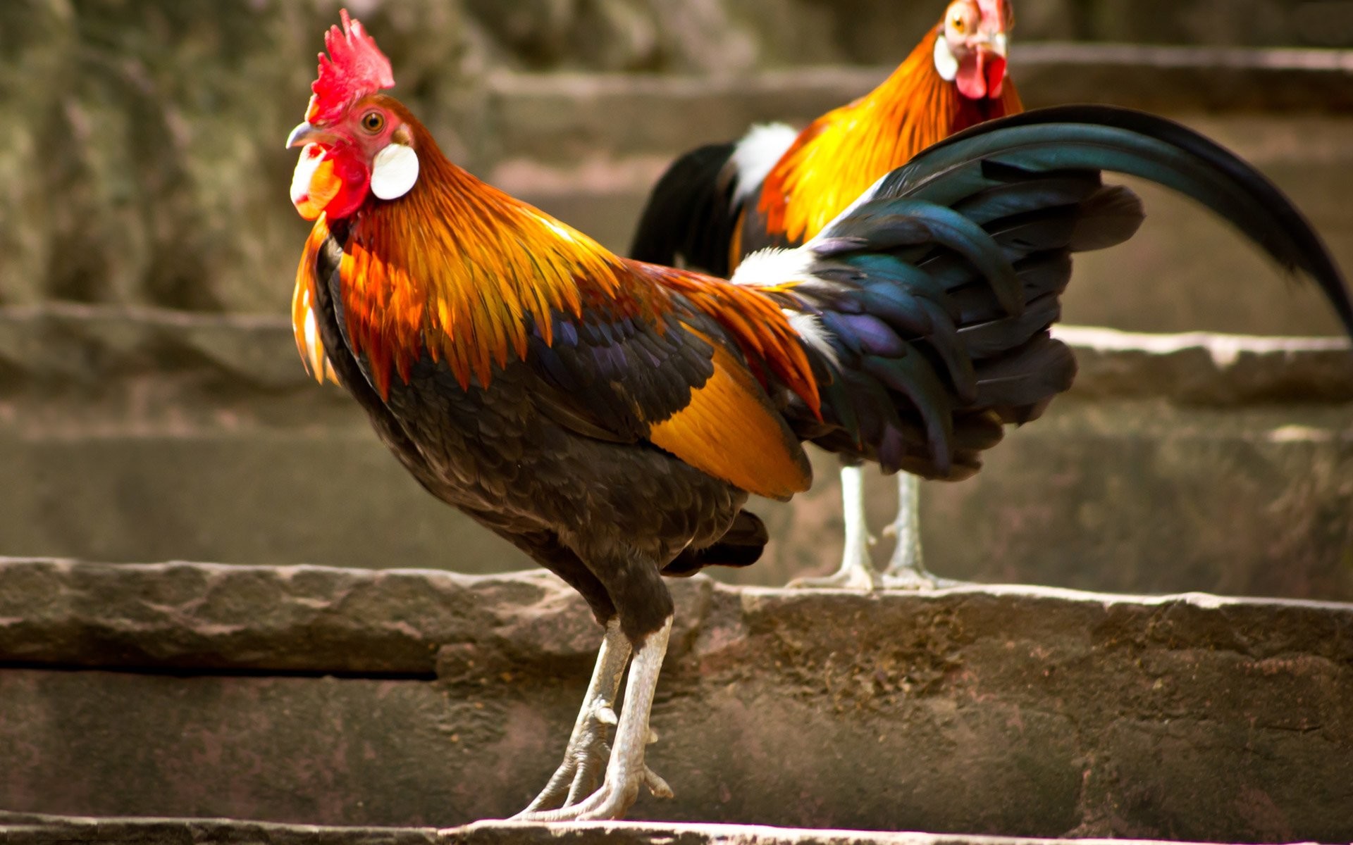 Wallpaper ID 449122  Animal Rooster Phone Wallpaper  720x1280 free  download
