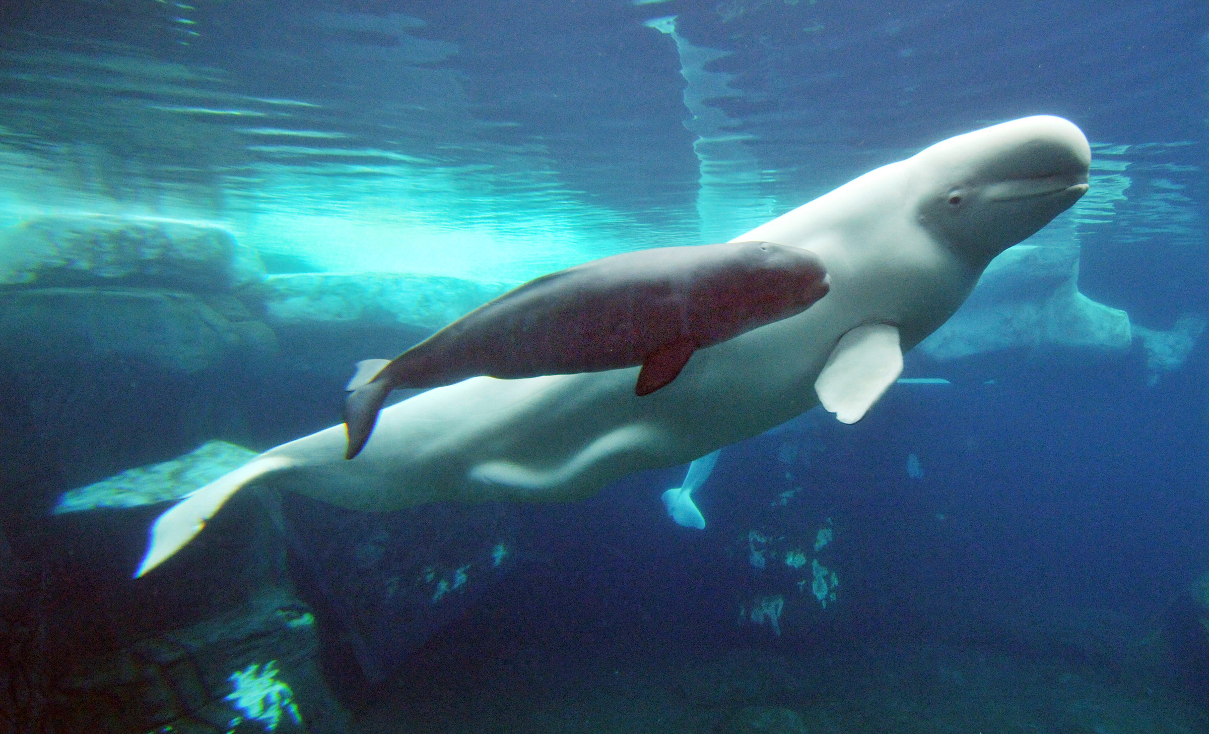 Beluga Whale Wallpaper APK for Android Download