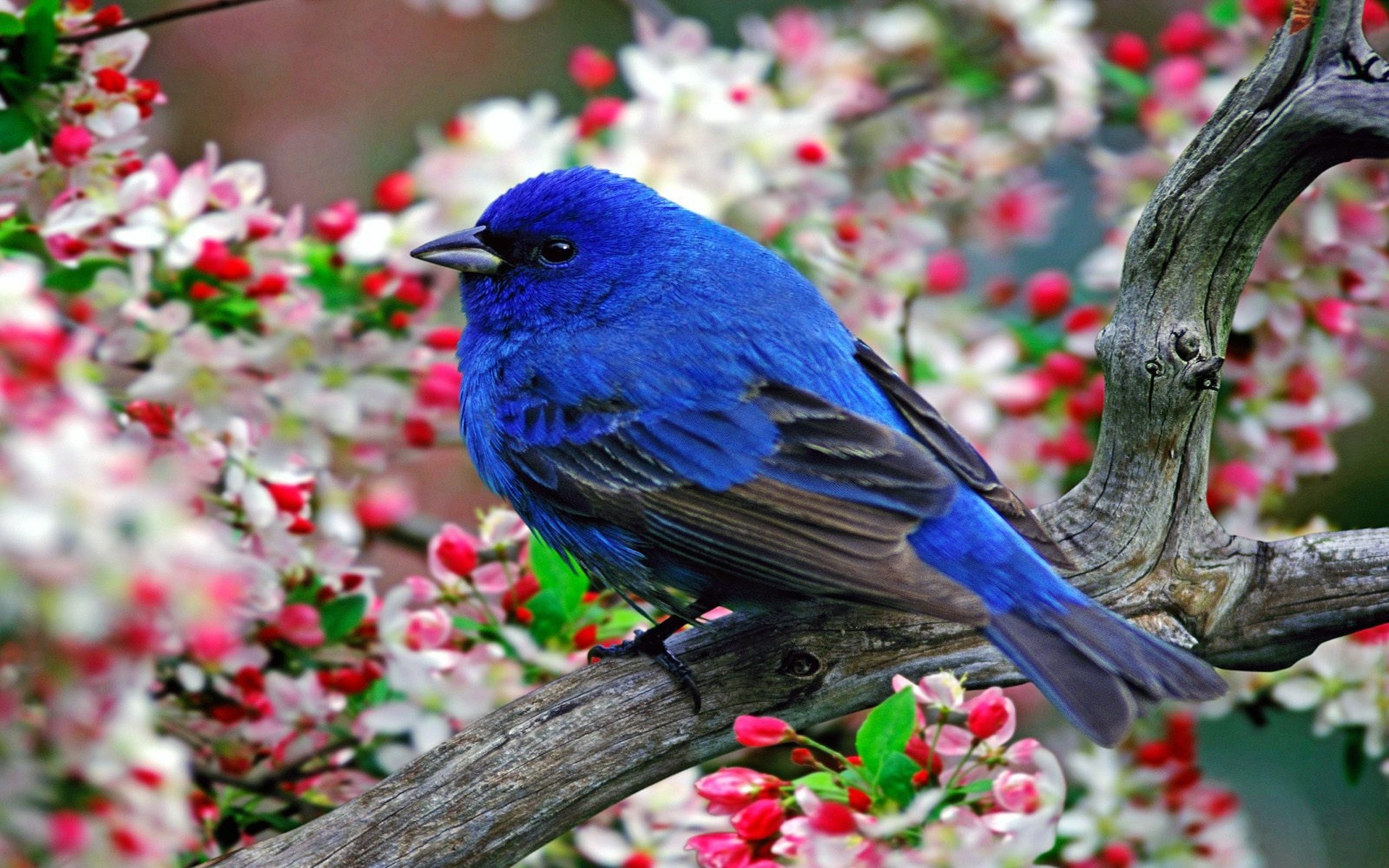Lovely Birds Wallpapers  Wallpaper Cave