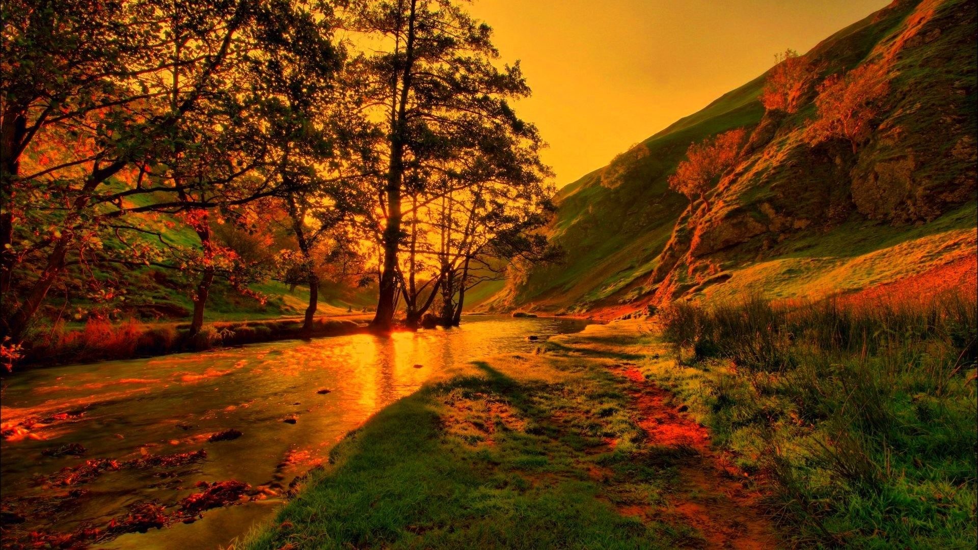 Autumn Tree Leaves Forest Landscape Seasons Color Fall Leaf Nature Season Hd  Wallpaper Download Free 1920x1080