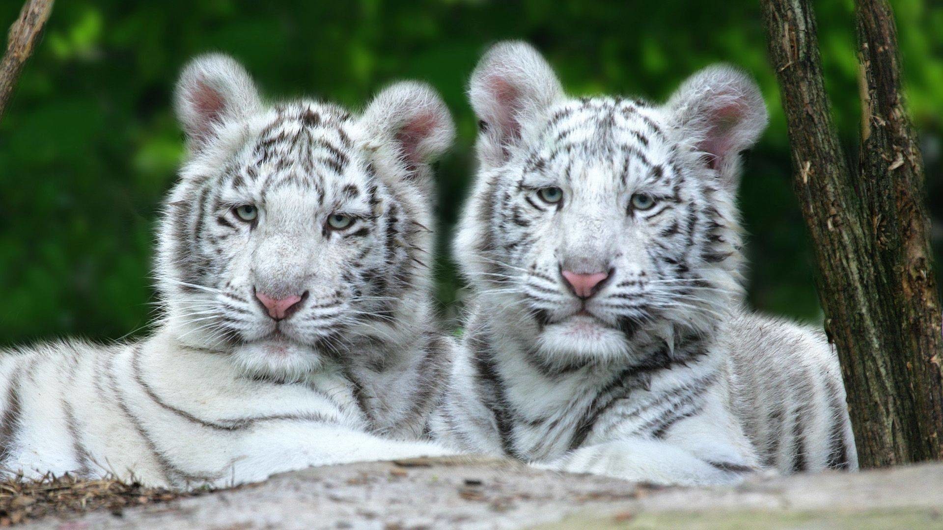 Stunning White Tiger with Long Wavy Curly Mane · Creative Fabrica