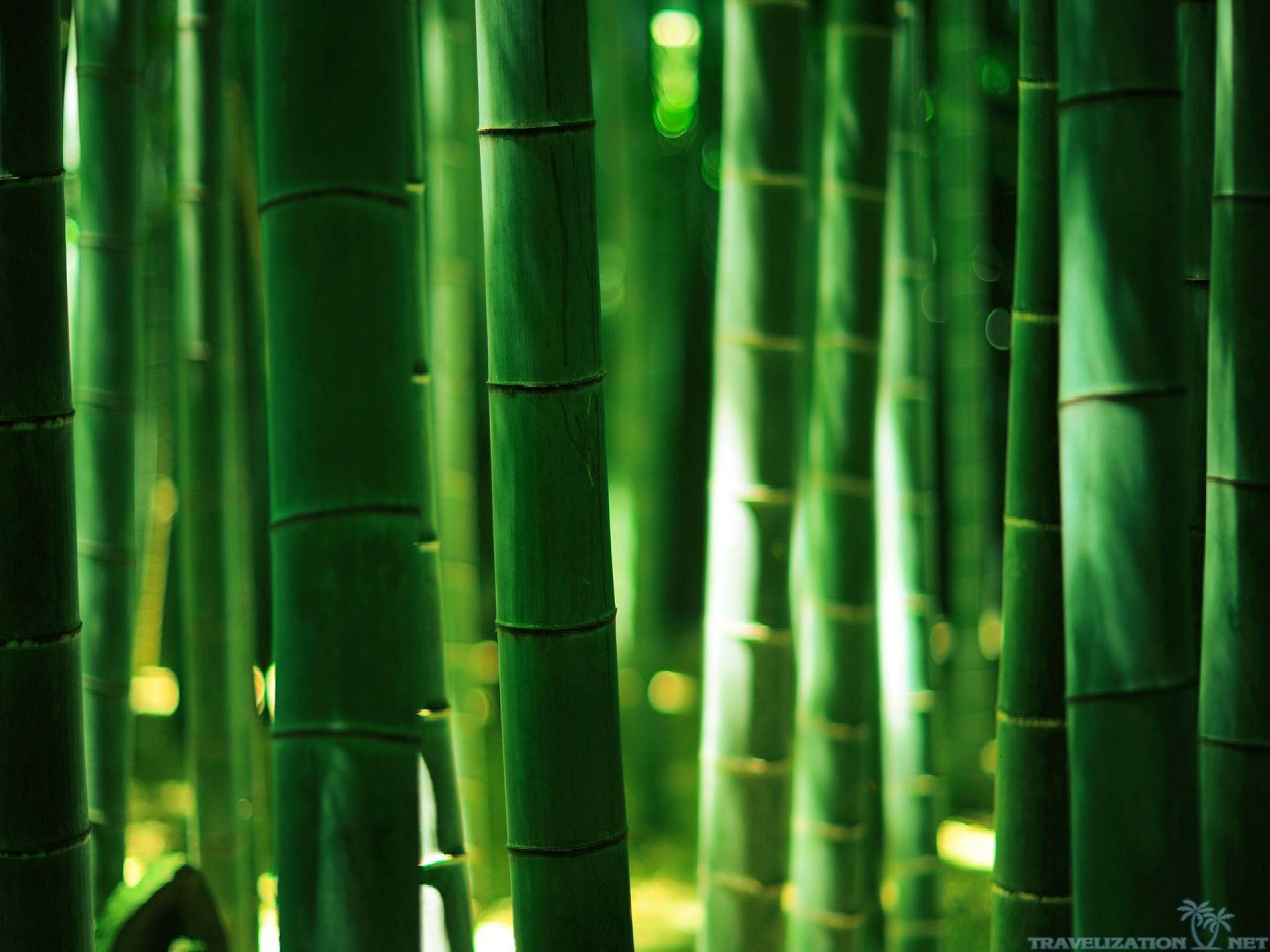 Красивые обои на андроид вертикально. Серебристый бамбук, Bamboo Green, Bambusgruen. Бамбуковый лес Сагано. Бамбук Эстетика Китай. Бамбуковые заросли.