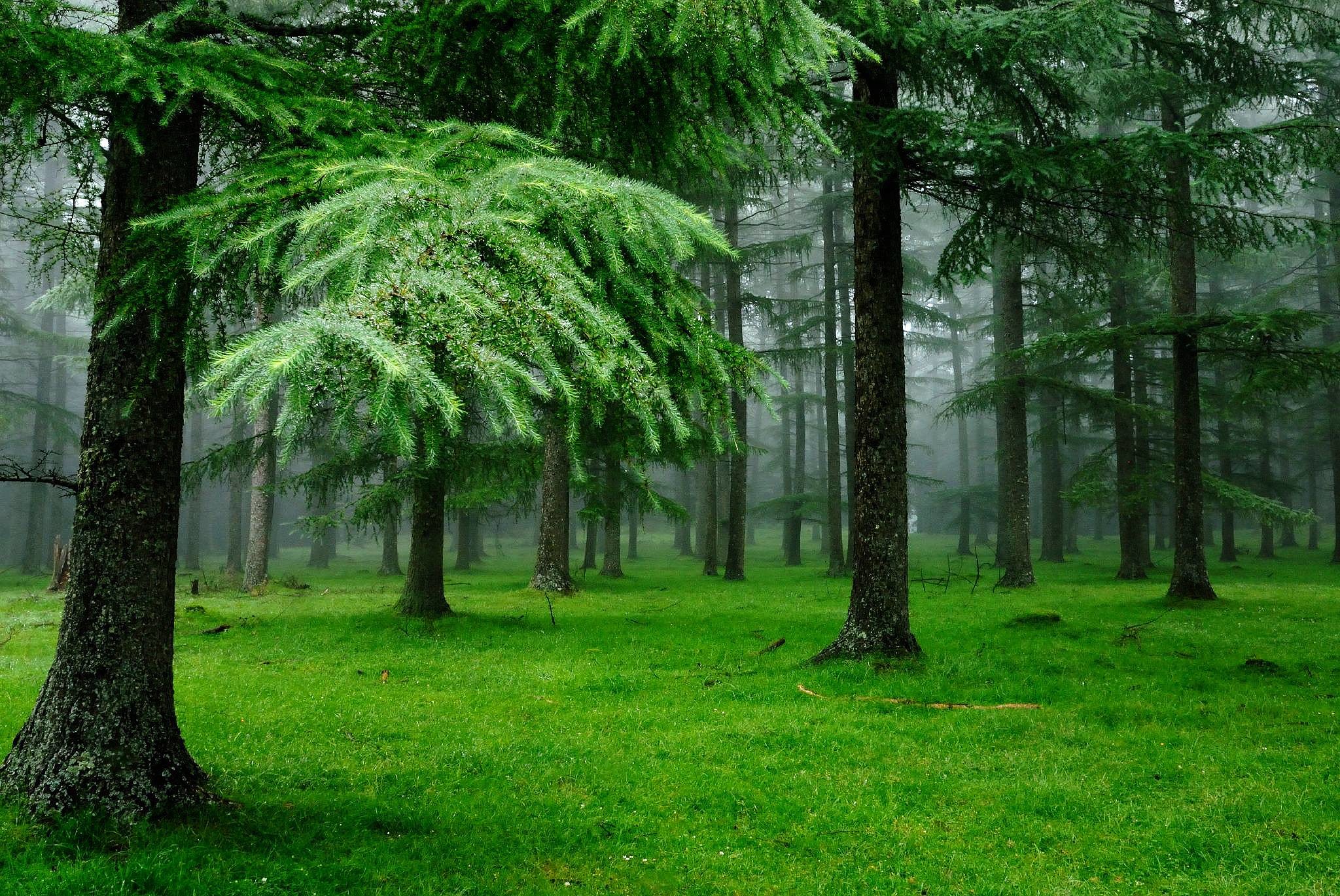 Green Forest Photos Download The BEST Free Green Forest Stock Photos  HD  Images