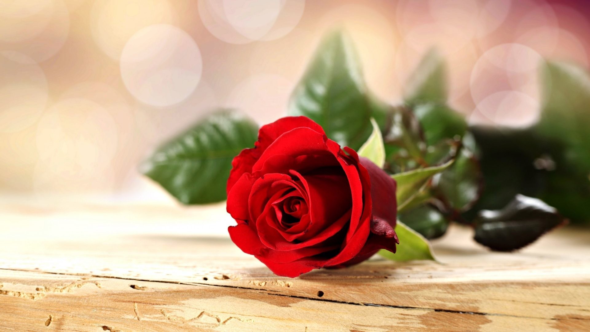 Love Rose Flower Images Hd | Best Flower Site