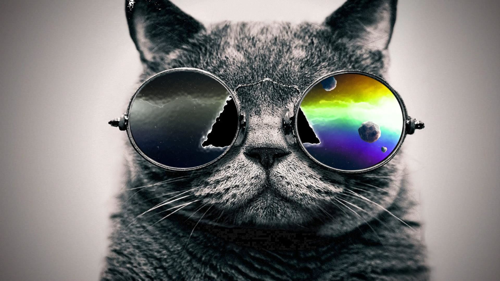 Cool Cat  Free Wallpapers for iPhone Android Desktop  Phone