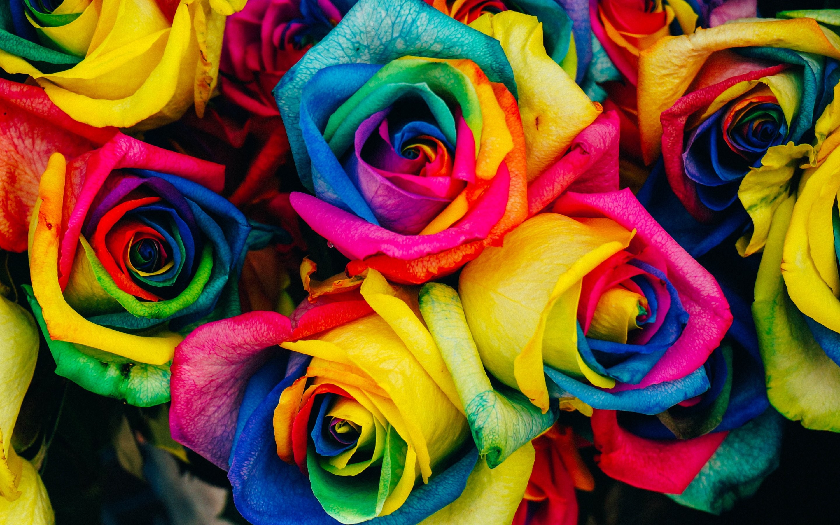 Rainbow Roses - Flowers & Nature Background Wallpapers on Desktop . 2880x1800