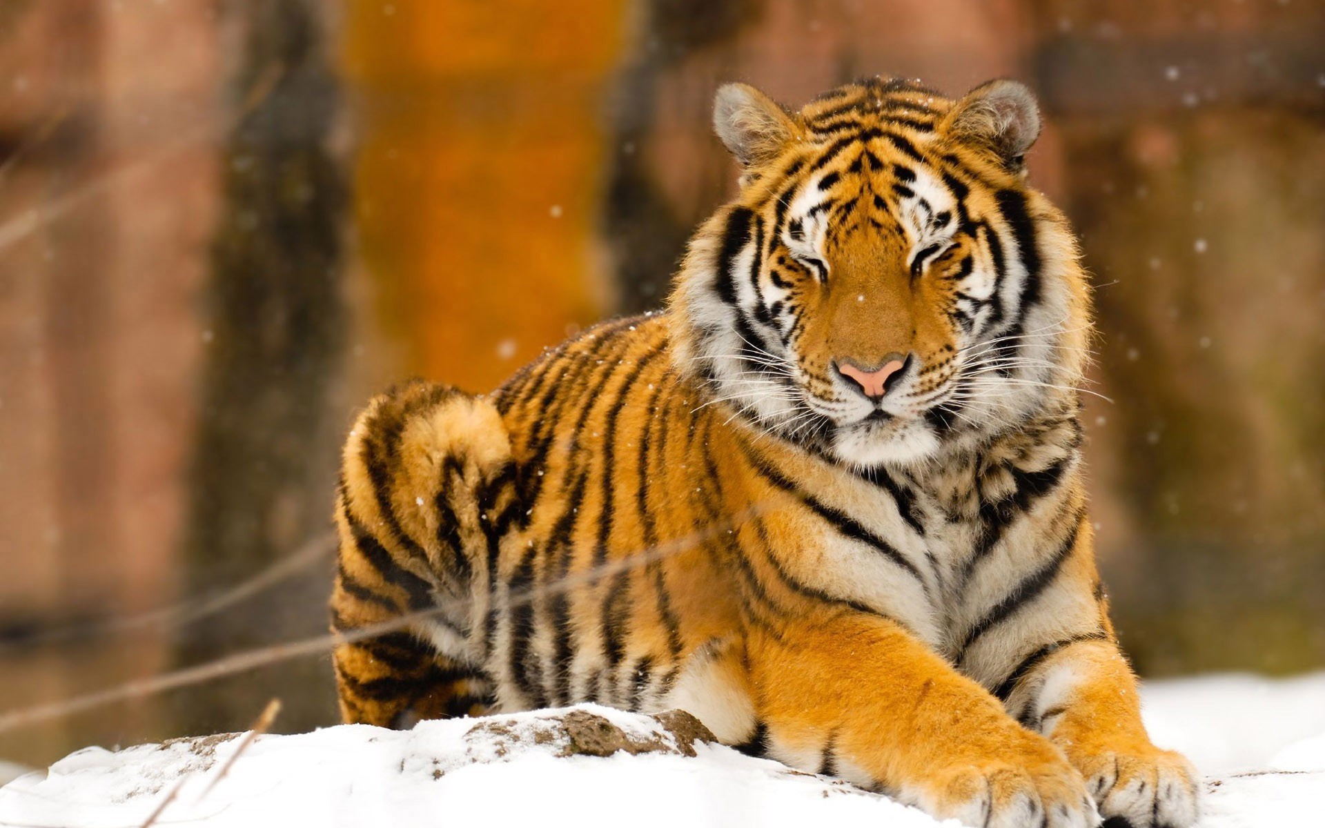 ... Siberian Tiger Wallpaper ... 1920x1200