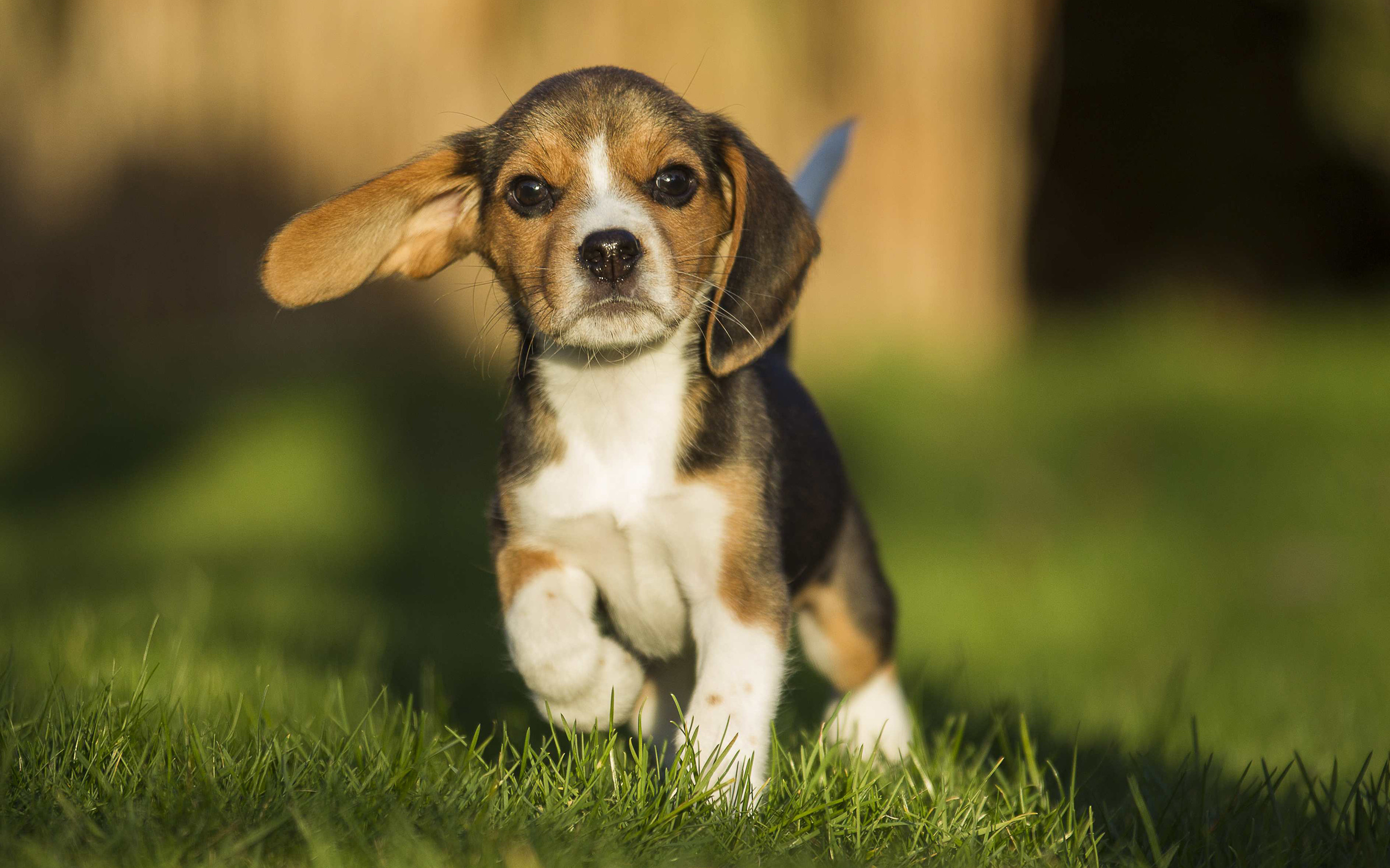 400 Free Beagle  Dog Images  Pixabay