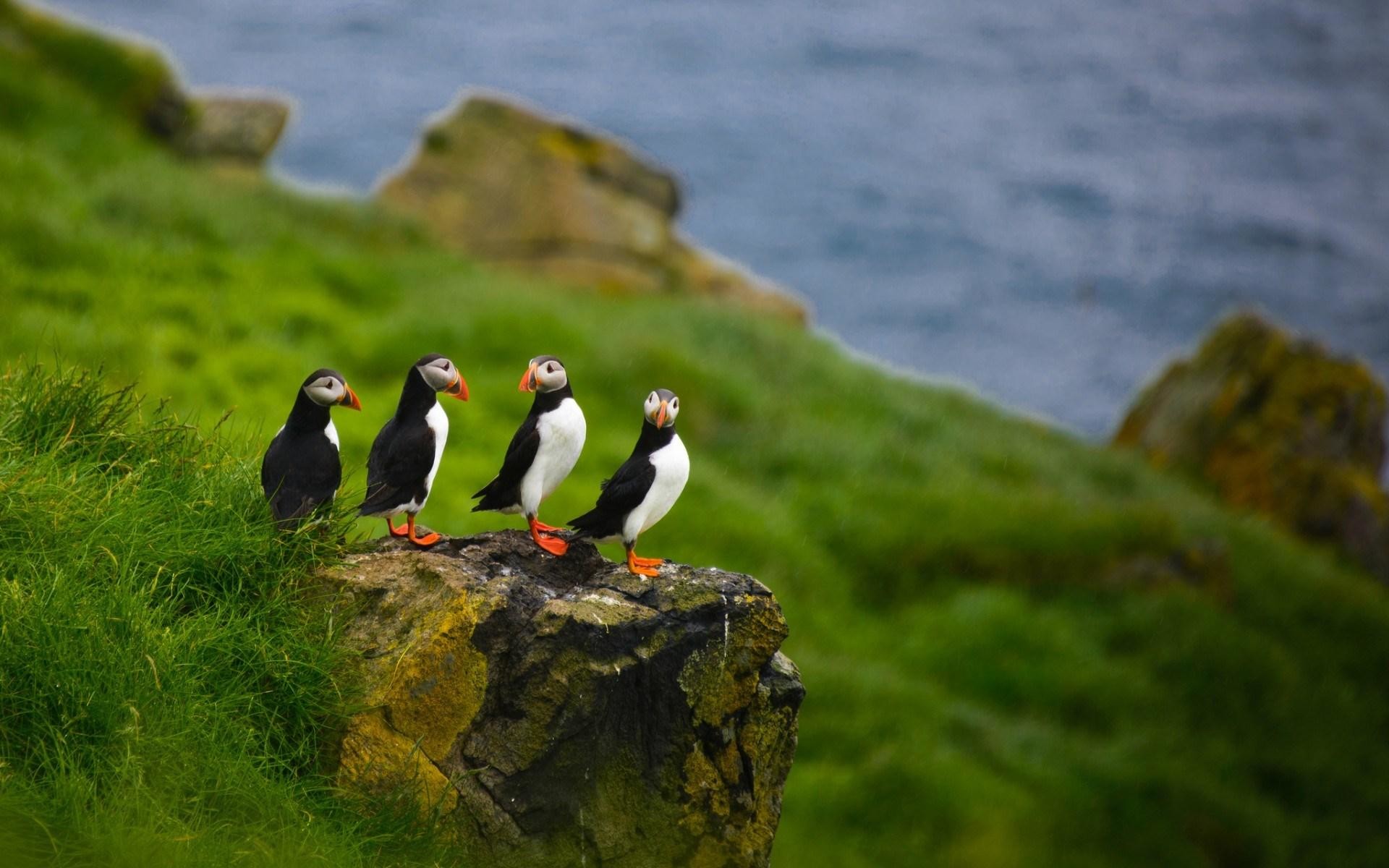 ... Puffin Wallpaper for PC | Full HD Pictures ... 1920x1200