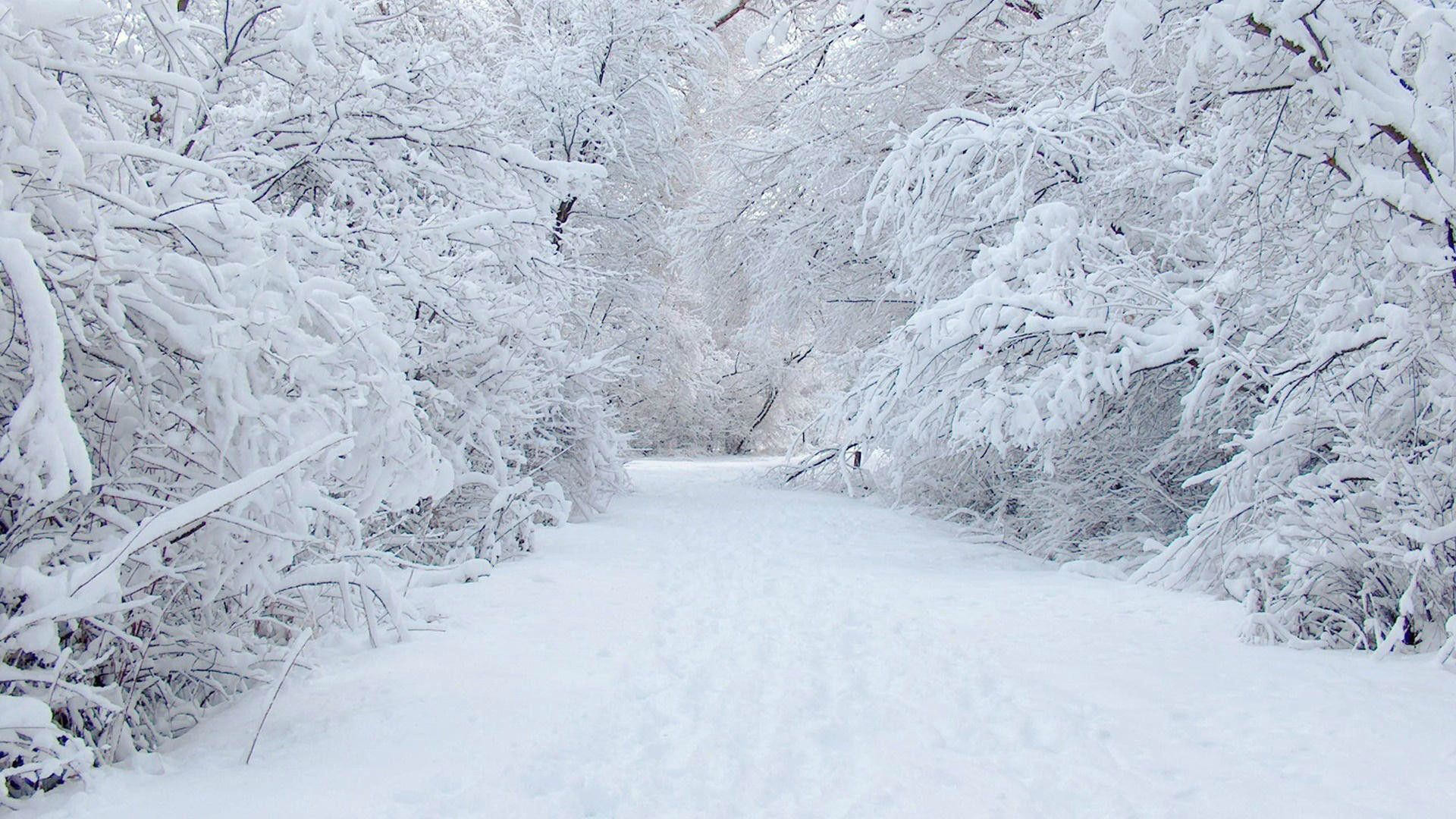 Cold Winter Snow Desktop Background 1920x1080