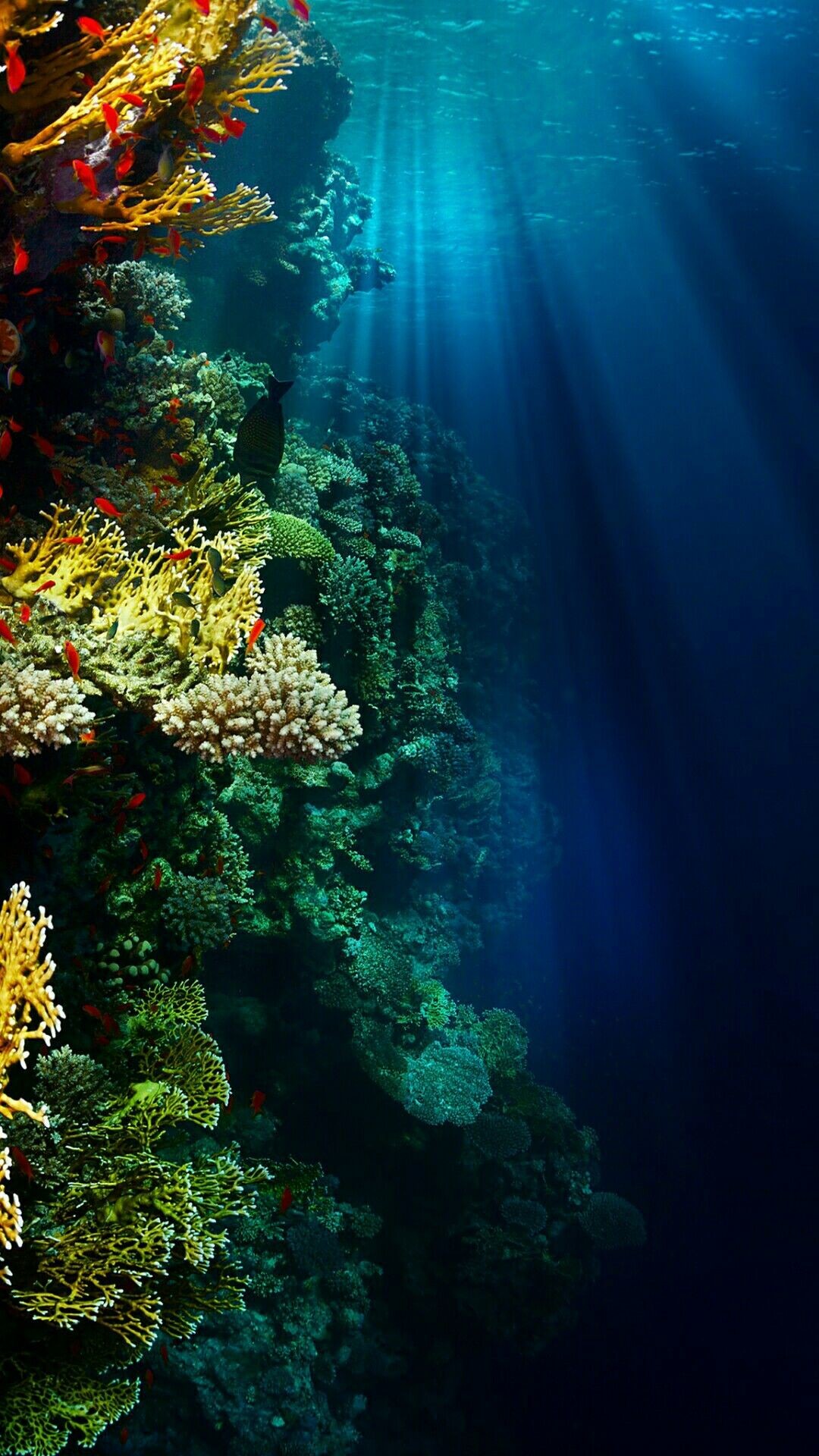 Sea Life HD Wallpapers - Wallpaper Cave