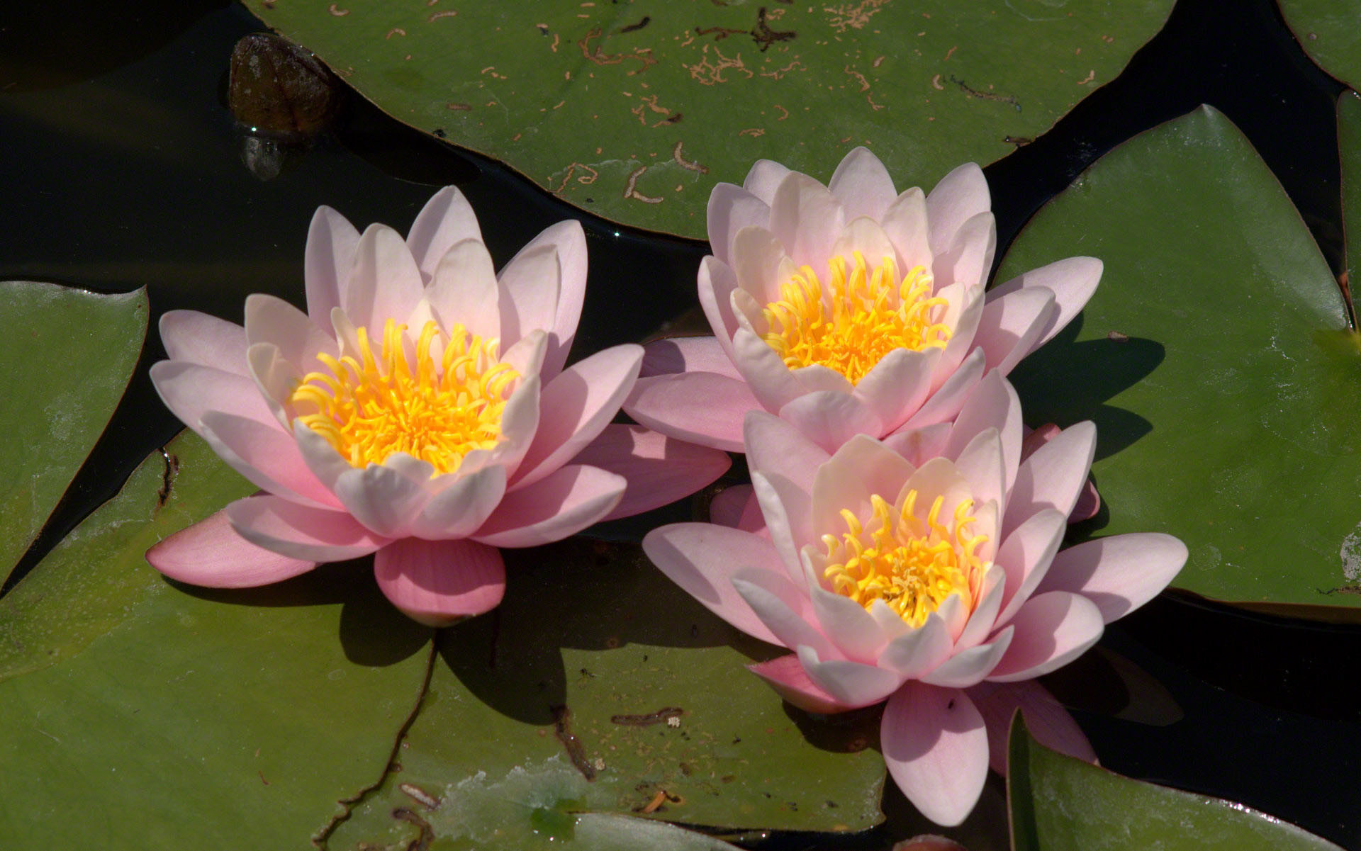 beautiful Water lilies wallpaper 1920x1201