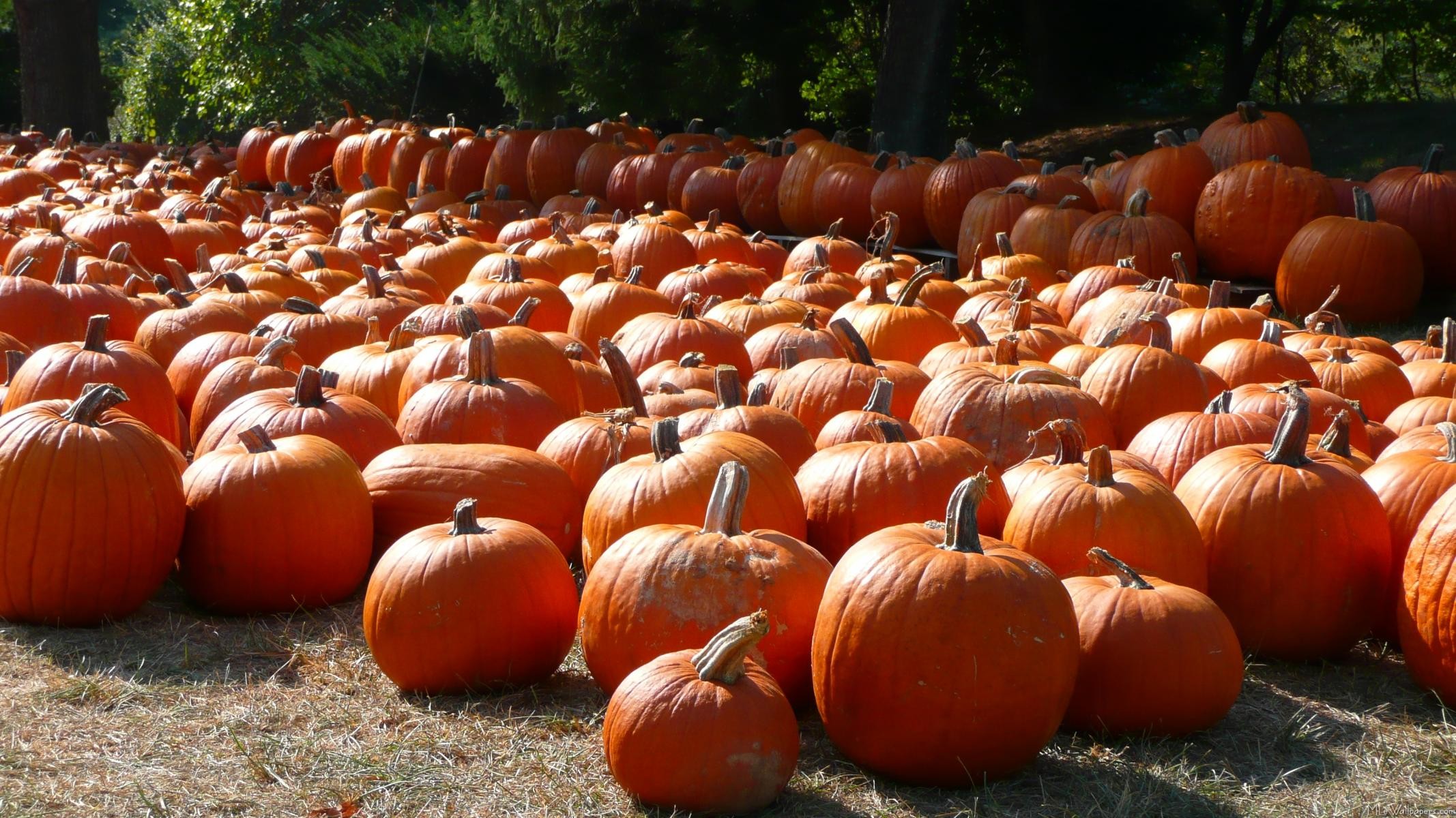 Pumpkin Patch 2134x1200