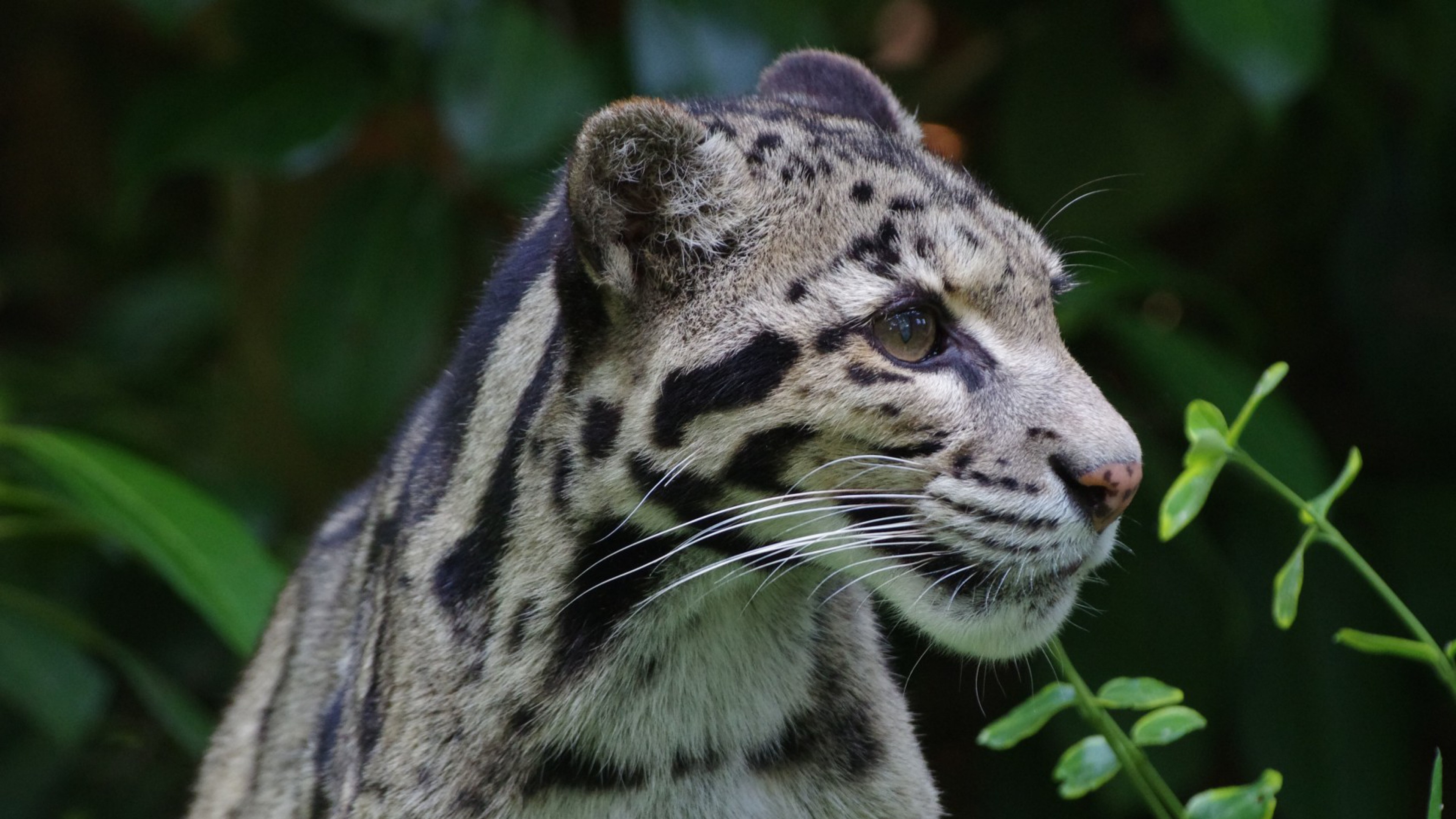 leopard wild 1542237651 - Leopard Wild - leopard wallpapers, animals  wallpapers 3840x2160