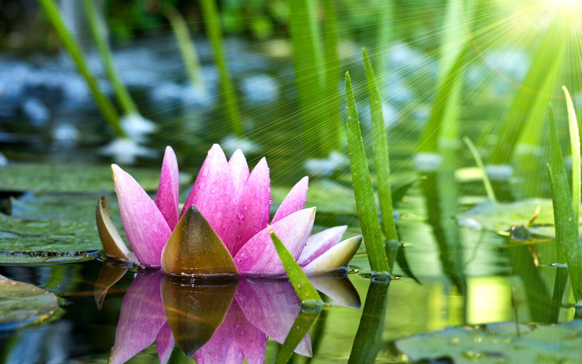 Water Lily 1920x1200