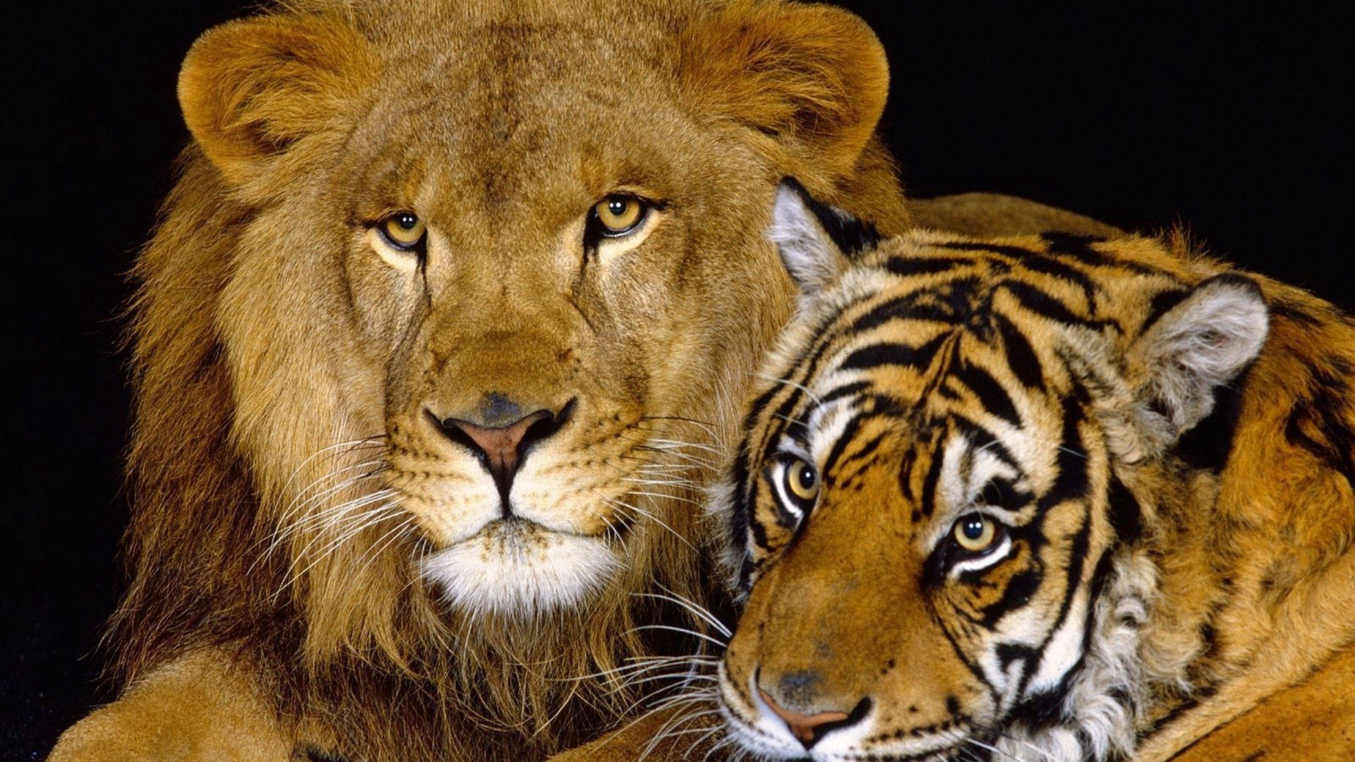 1920x1080 Wallpaper tiger, lion, cat family, big cats 1920x1080
