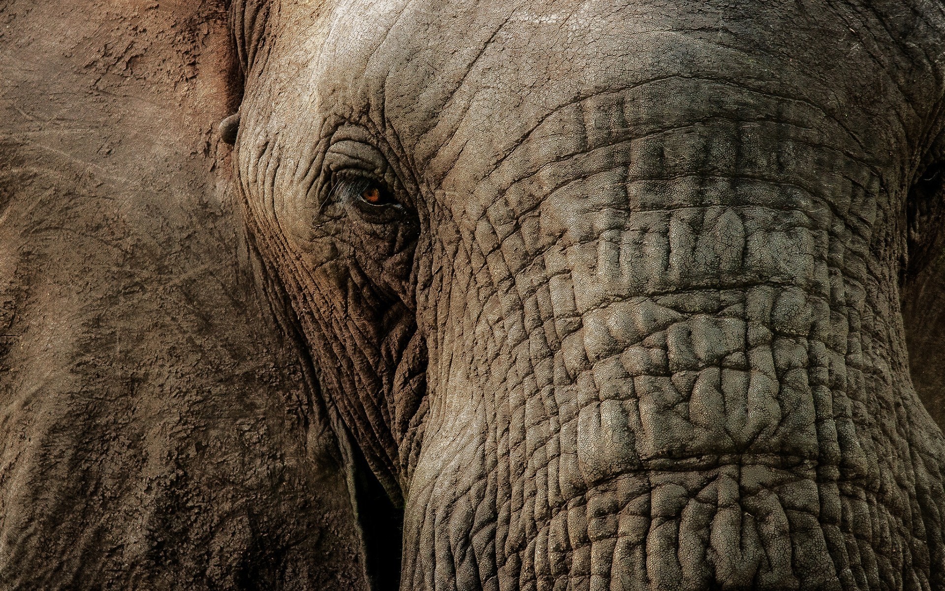 elephant macro wallpaper. Â«Â« 1920x1200