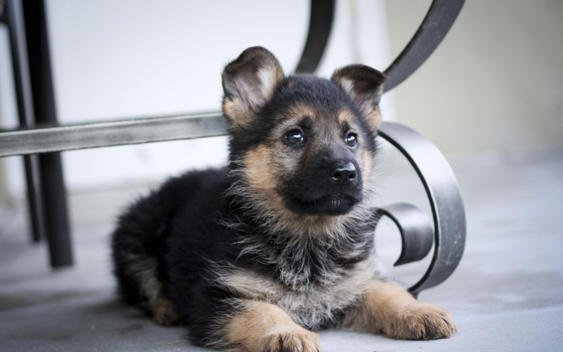 free german shepherd wallpaper pictures wallpapersafari. lovely german  shepherd desktop background download 3872x2592 1920x1200