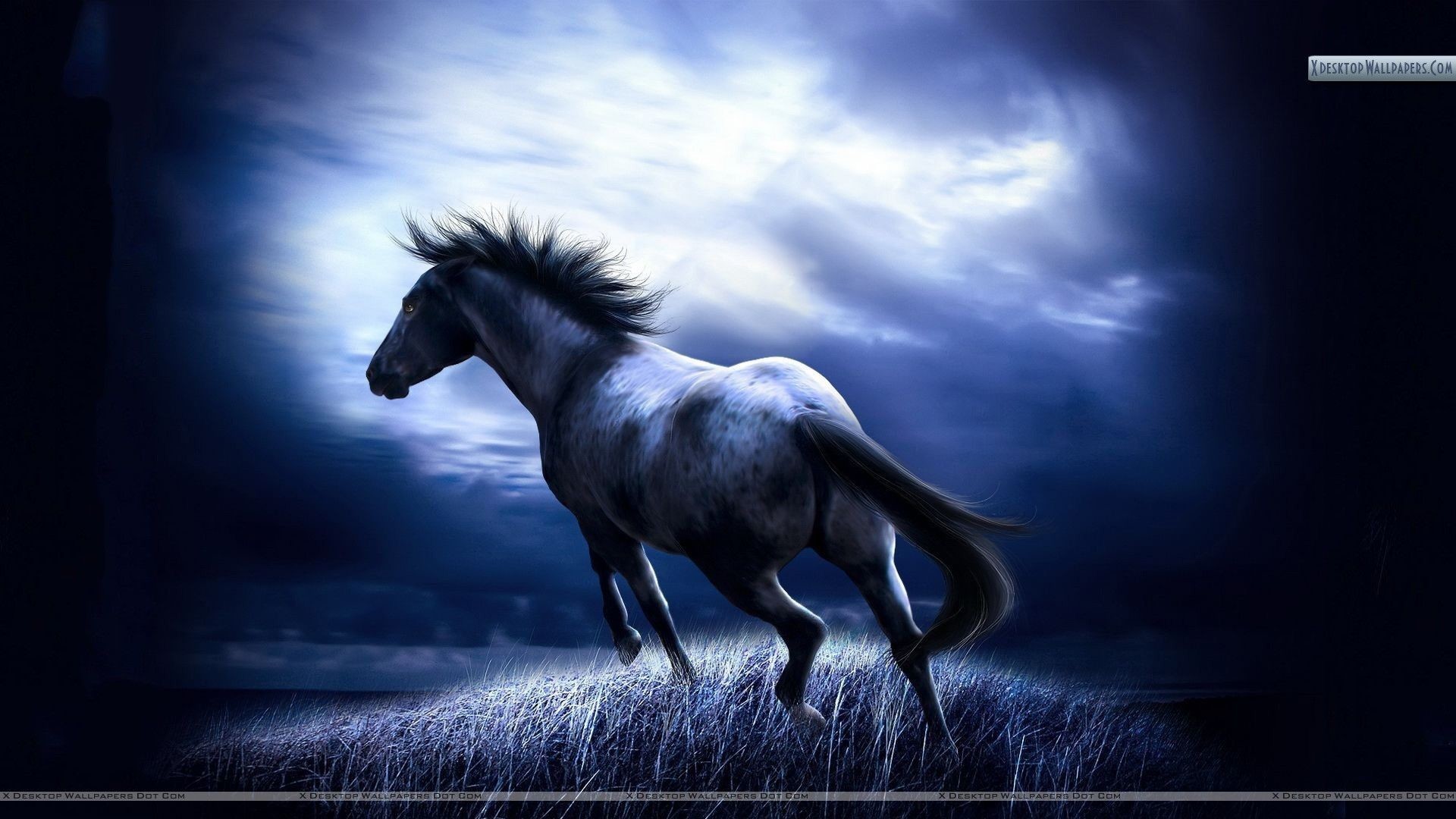 Wallpapers of Horses (69+ pictures)