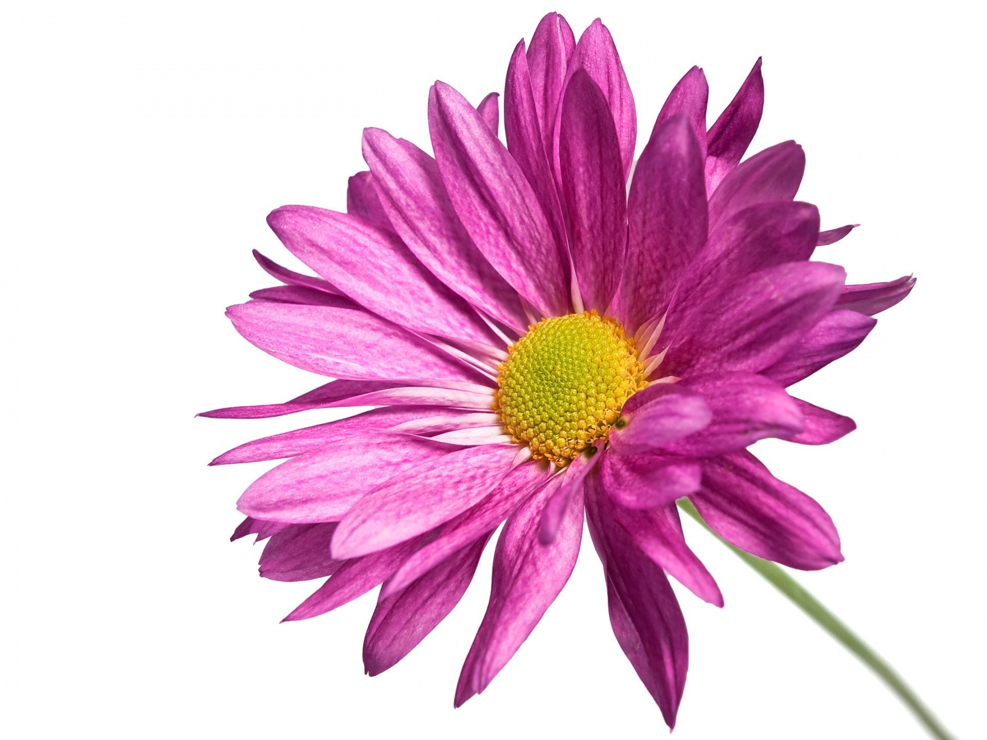 Pink Flower White Background (39+ pictures)