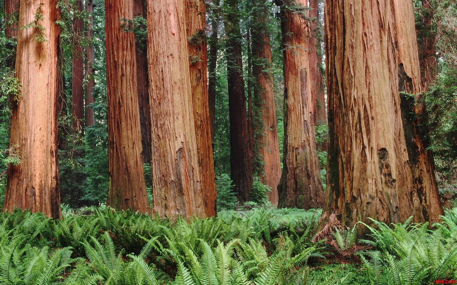 Redwood Forest Wallpapers  Big basin redwoods Redwood forest National  parks