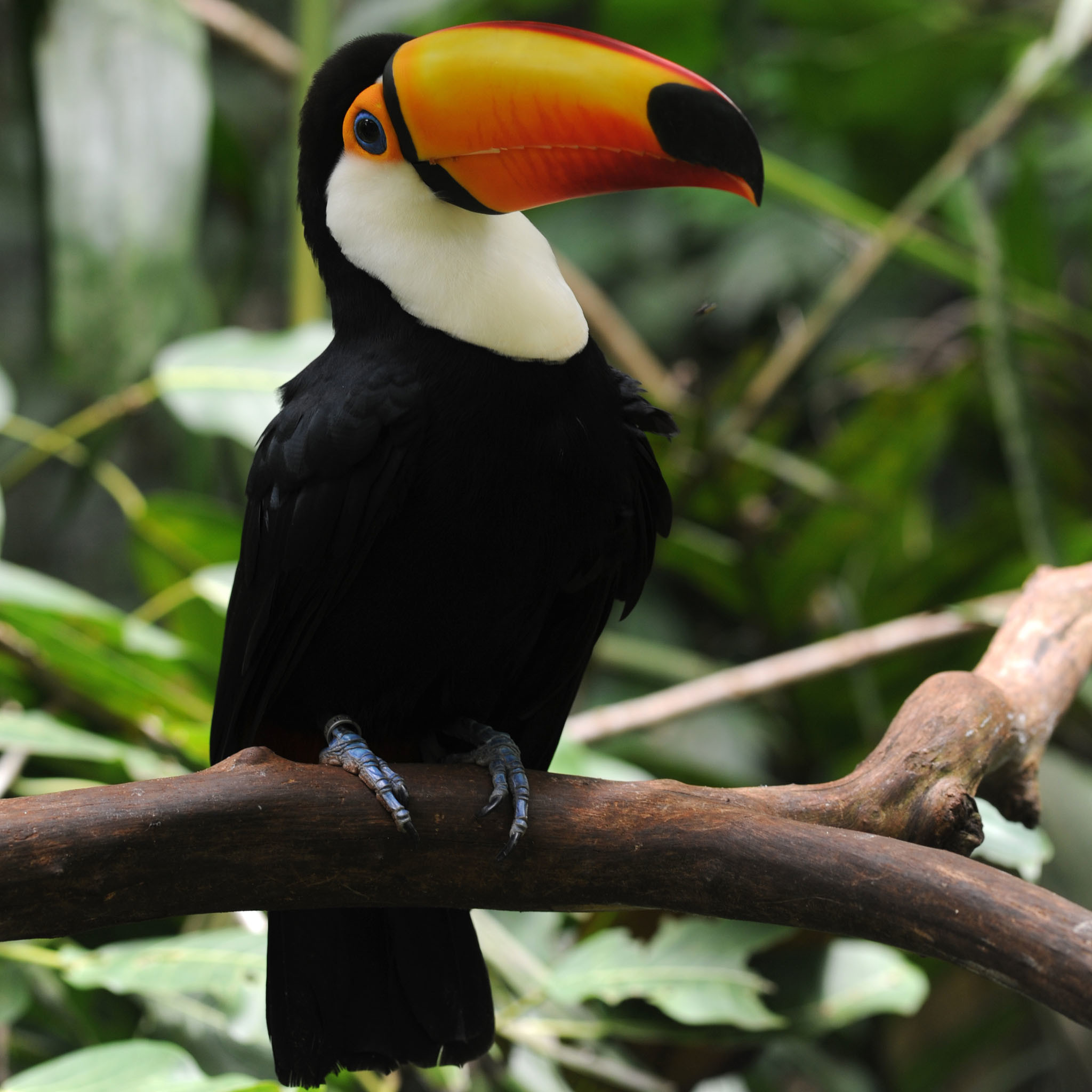 Perched-Toucan Wallpaper HD 2048x2048