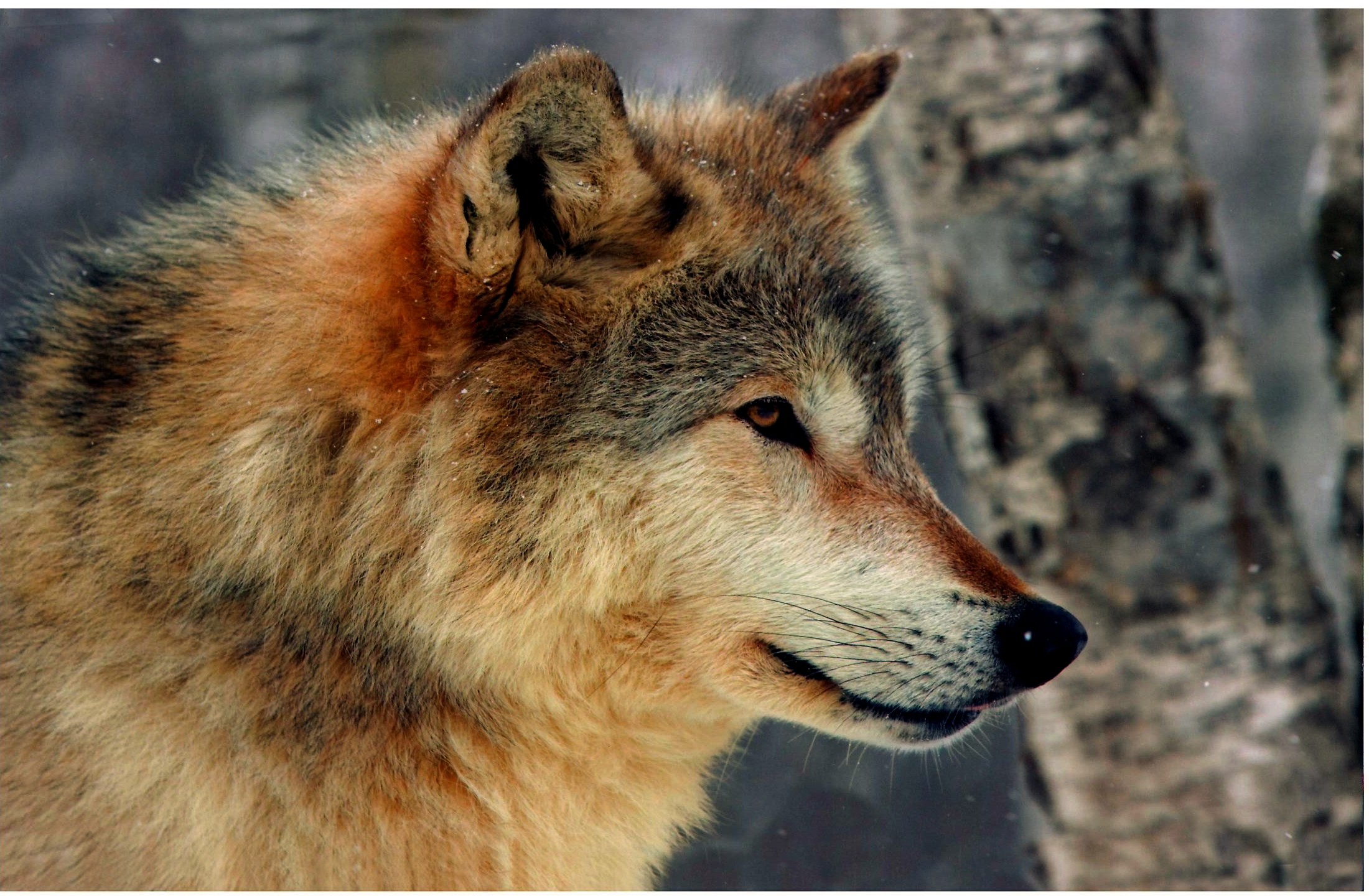 Most Beautiful Hd Wolf Wallpapers Top Free Most Beaut - vrogue.co
