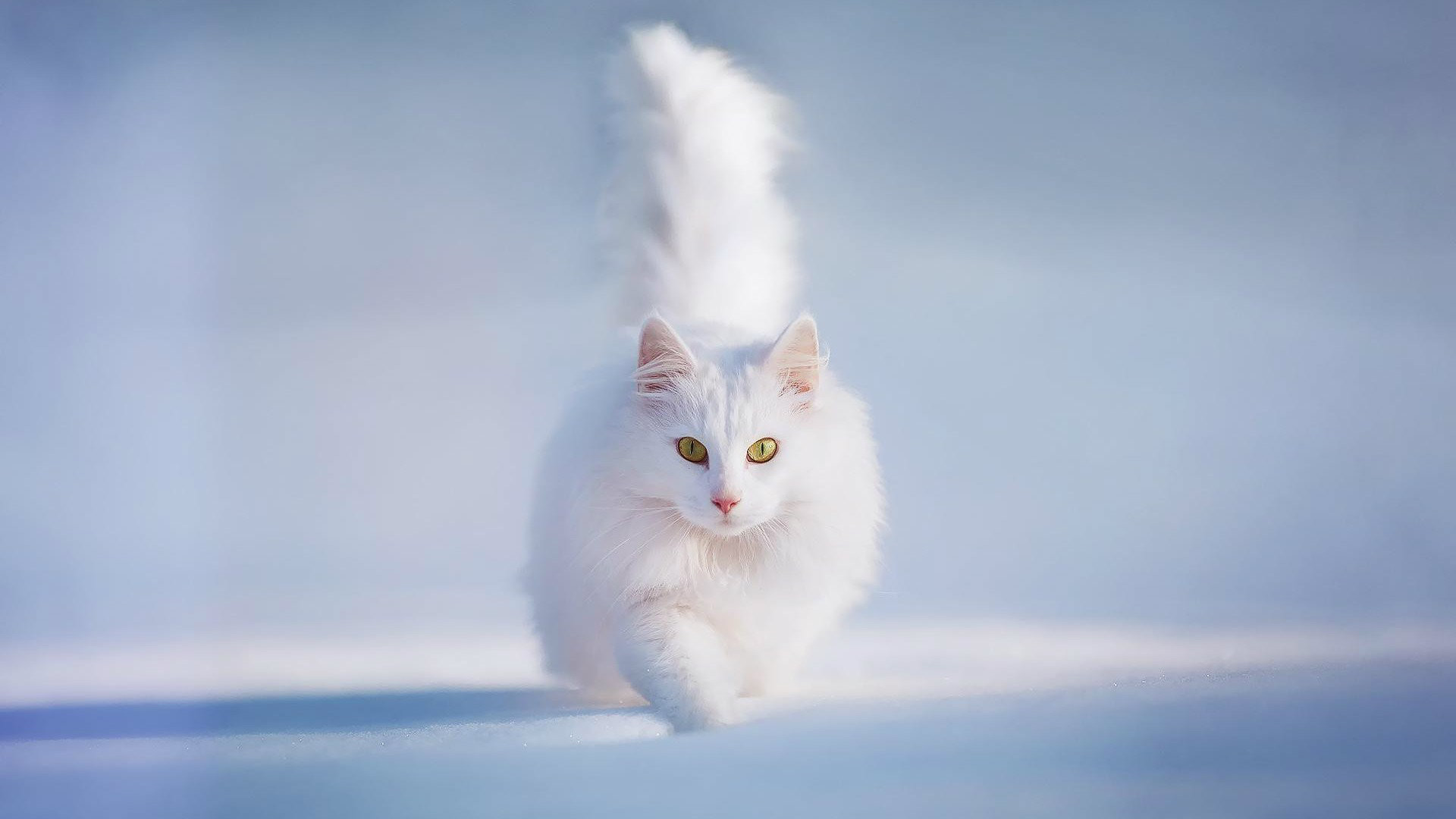 Beautiful Cute White Cat HD Wallpaper 1920x1080