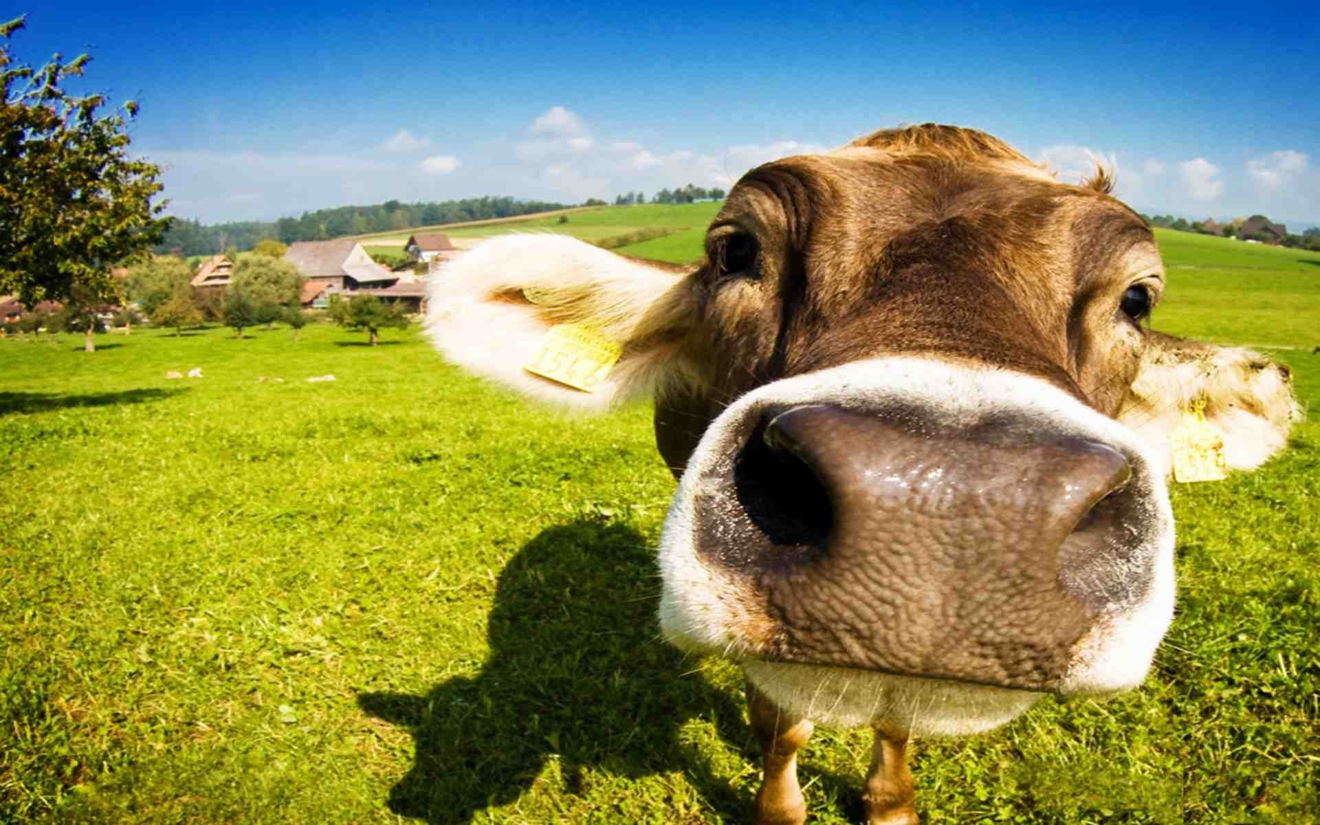 Funny Cow Wallpaper 62 Pictures