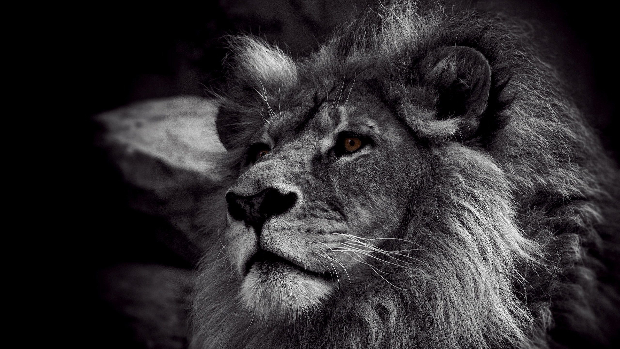 Free download Download Black And White Lion Wallpaper Full HD Wallpapers  2560x1600 for your Desktop Mobile  Tablet  Explore 44 Black Lion HD  Wallpaper  Black and White Lion Wallpaper Lion