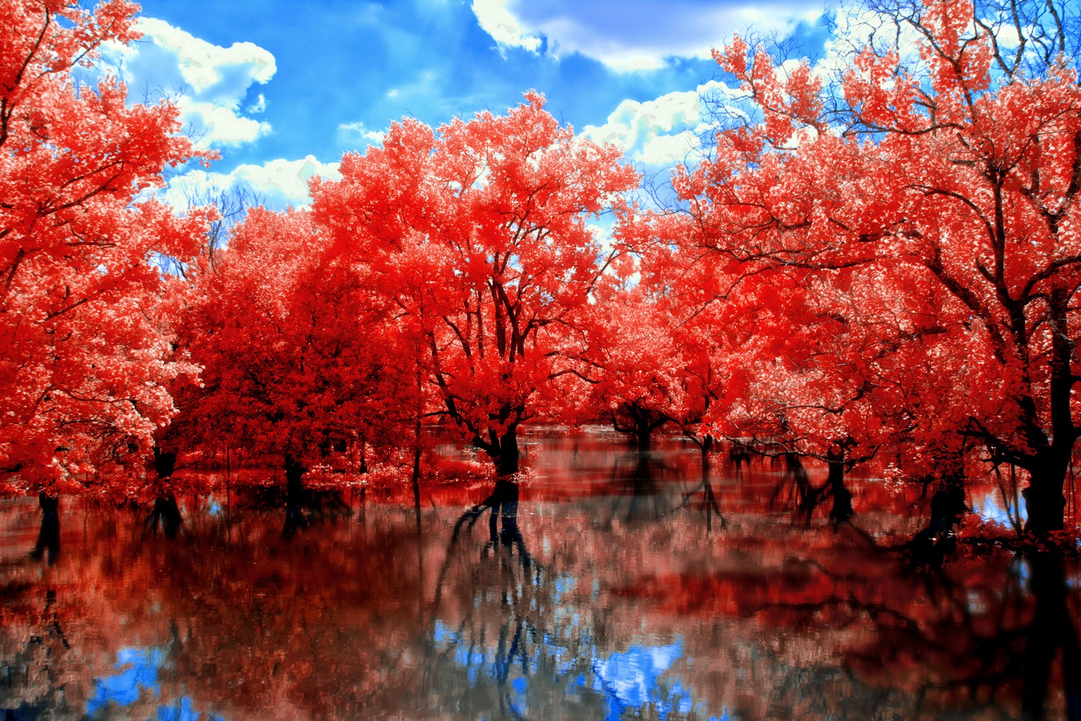 red nature background hd