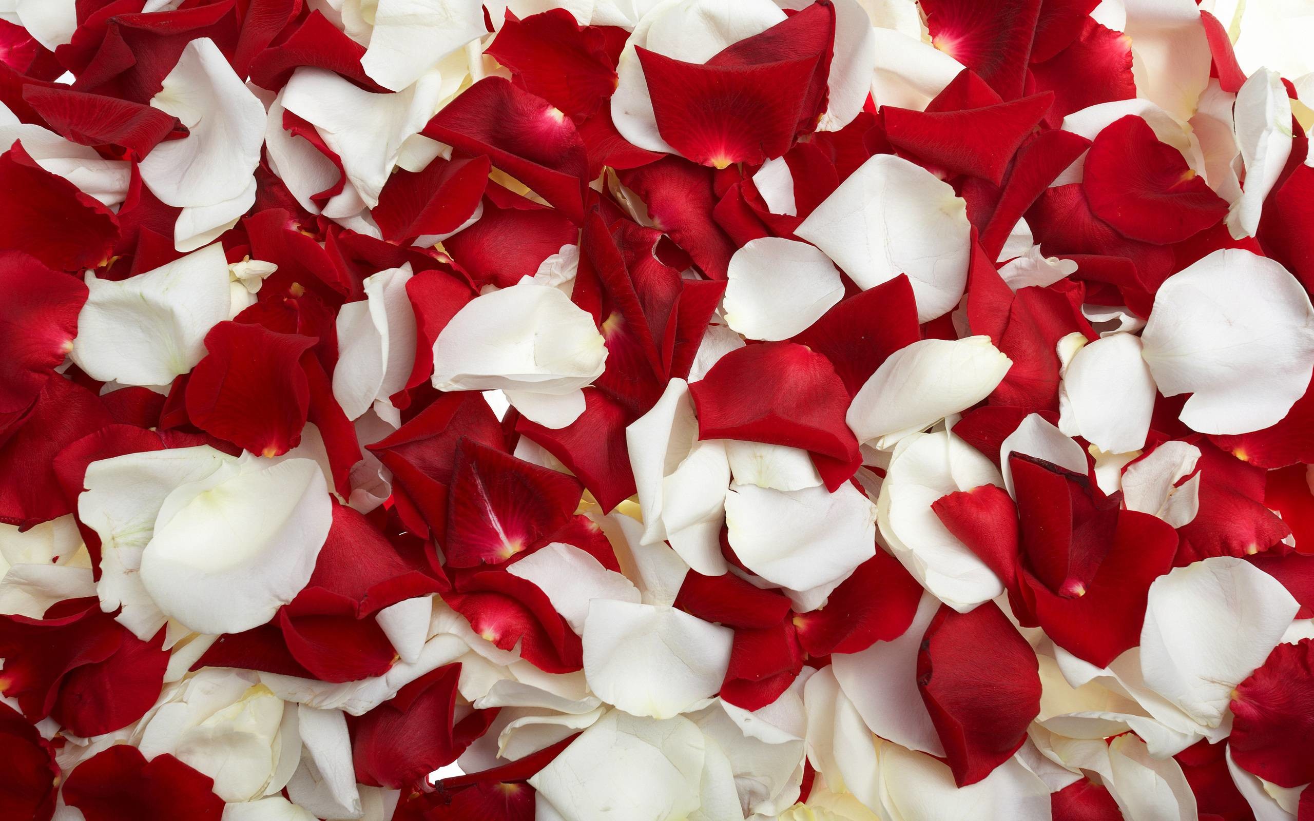 Rose Desktop Wallpapers 52 Pictures