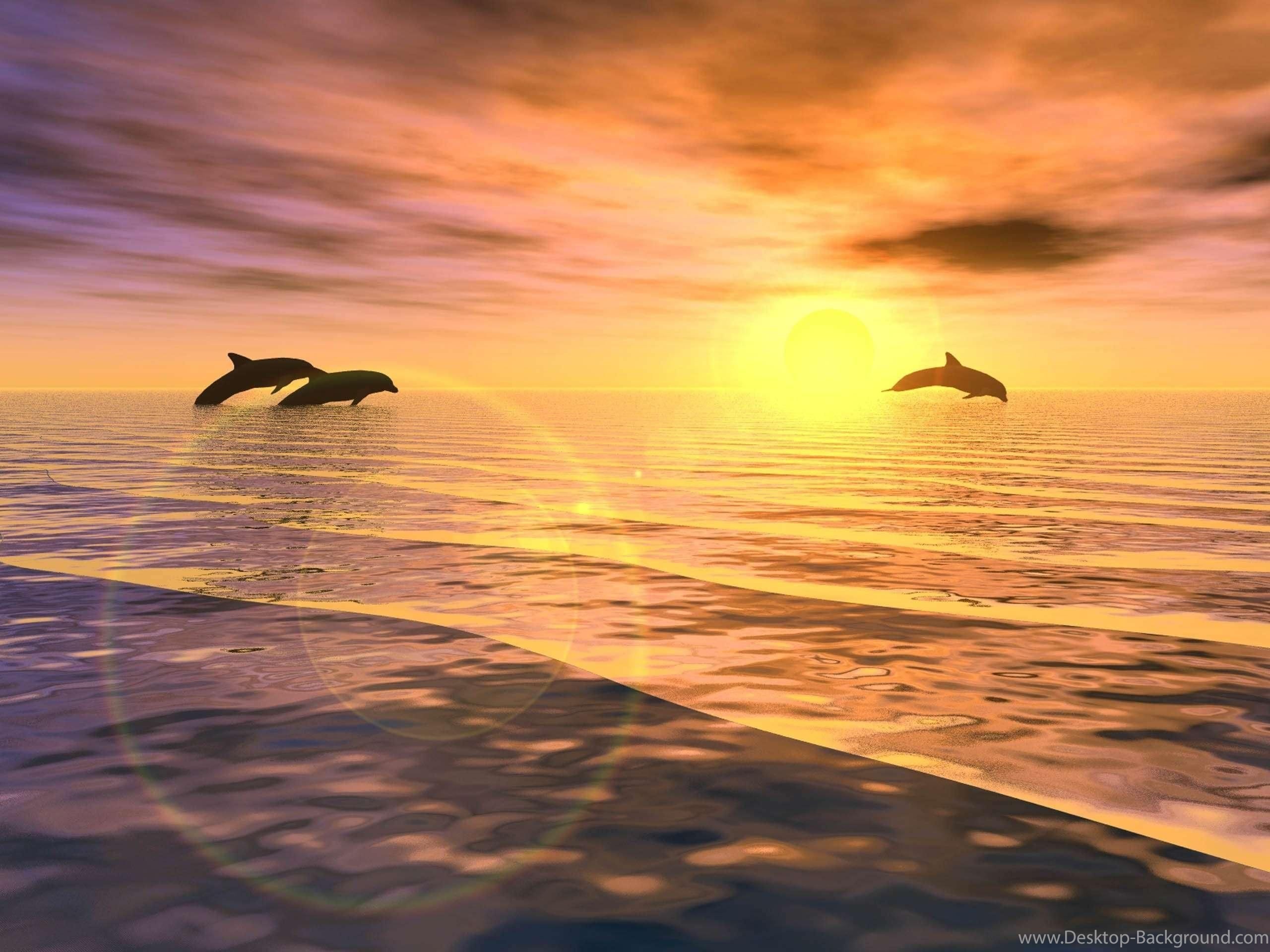 Дельфины уплывают в океан слушать. Дельфины на закате. Море закат дельфины. Закат на море. Дельфины в море.