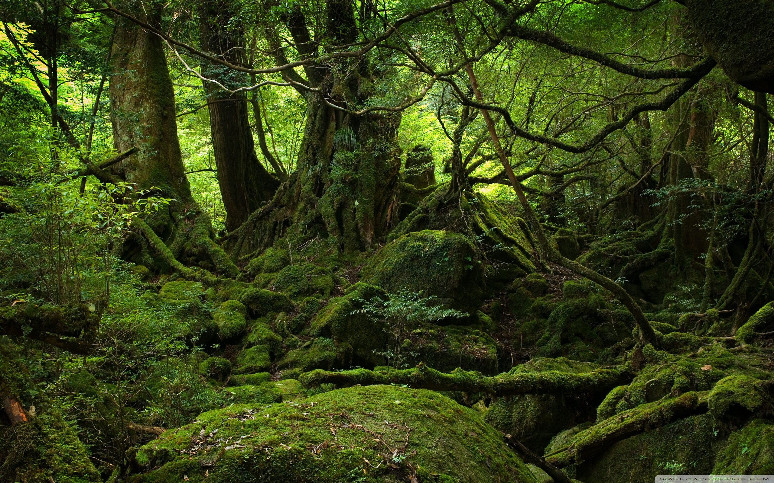 28534 Rainforest Wallpaper Stock Photos  Free  RoyaltyFree Stock Photos  from Dreamstime