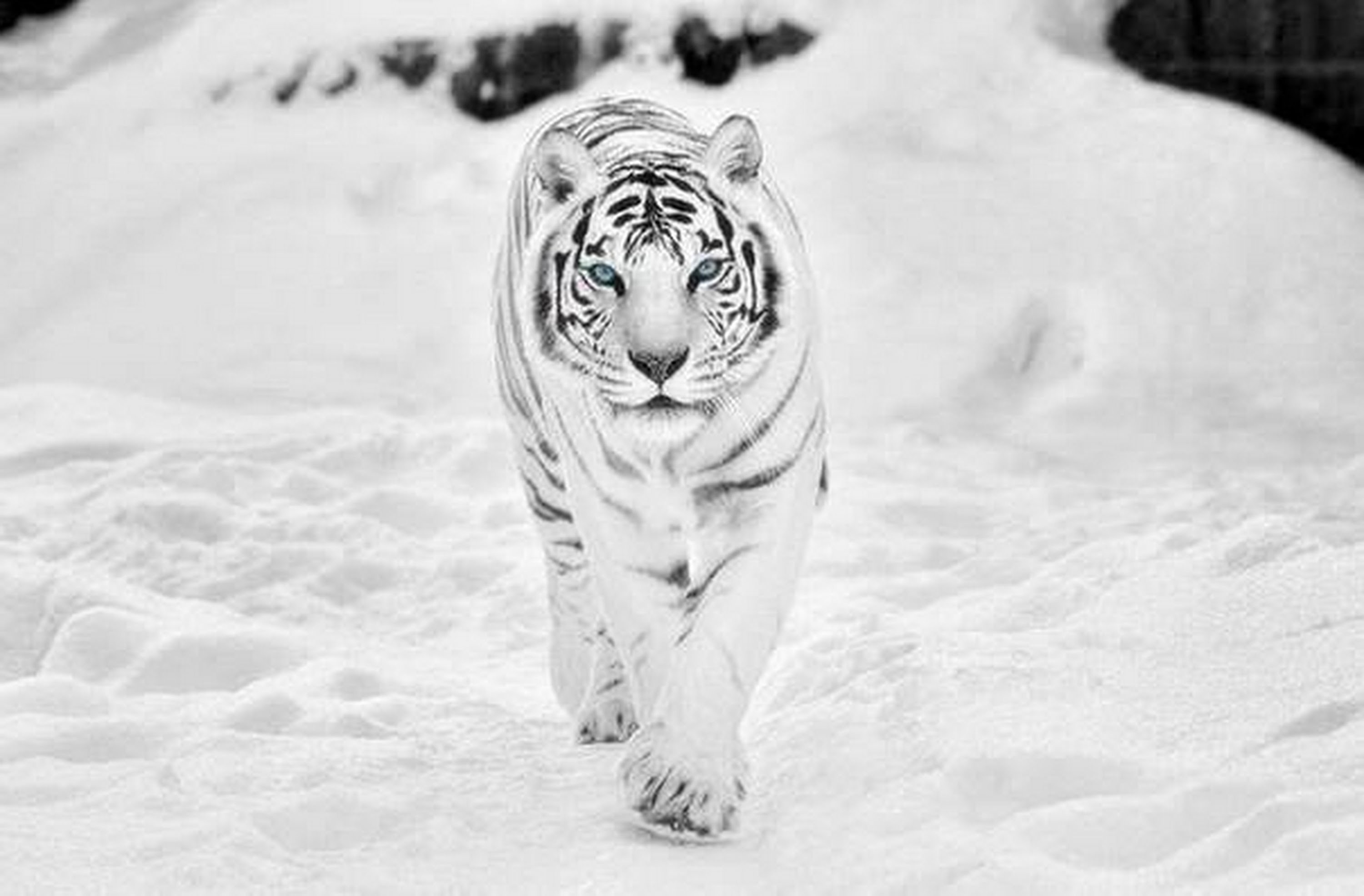 1920x1080 Big White Tiger Laptop Full HD 1080P HD 4k Wallpapers Images  Backgrounds Photos and Pictures