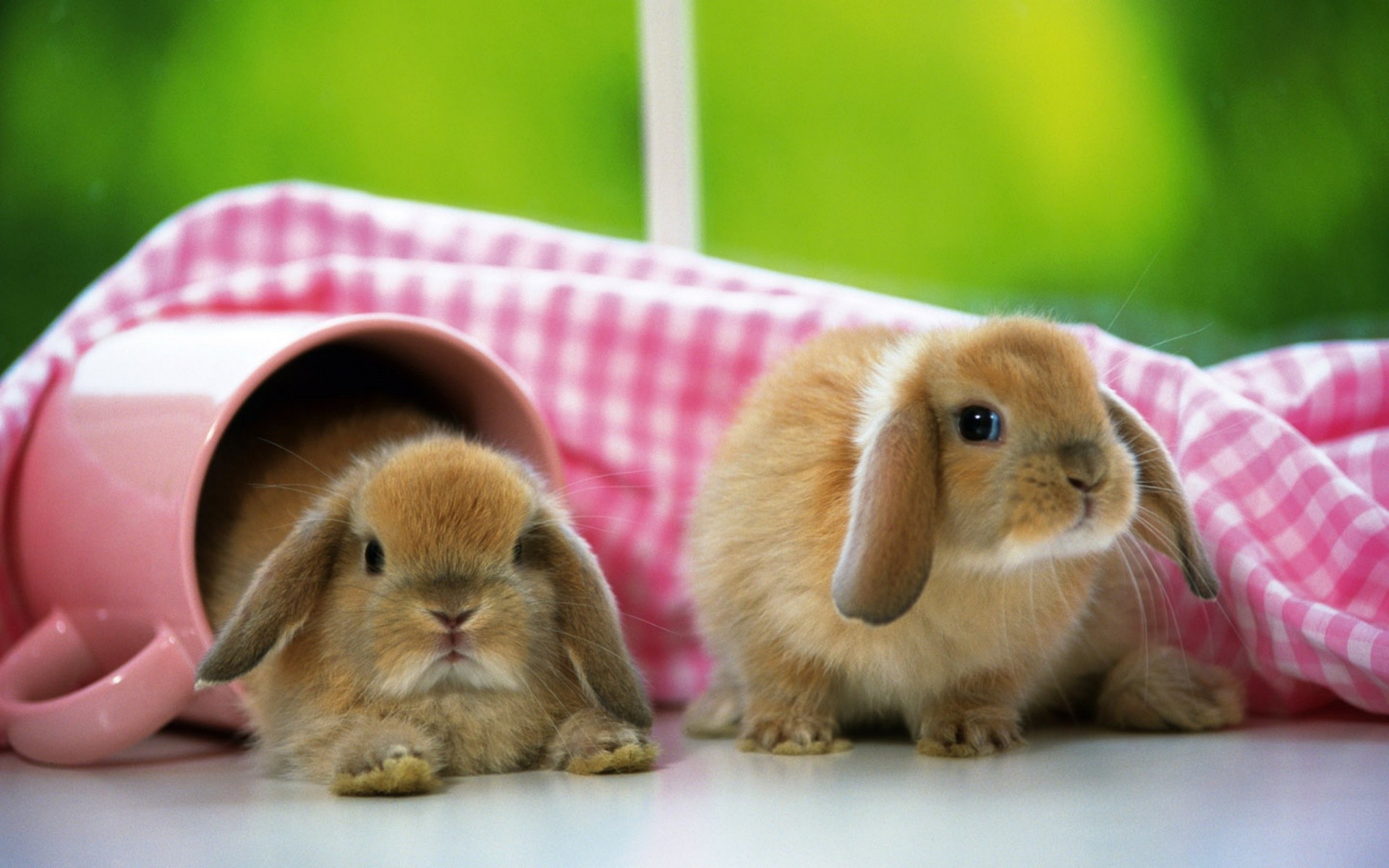 Tags: 1920x1200 Rabbit 1920x1200