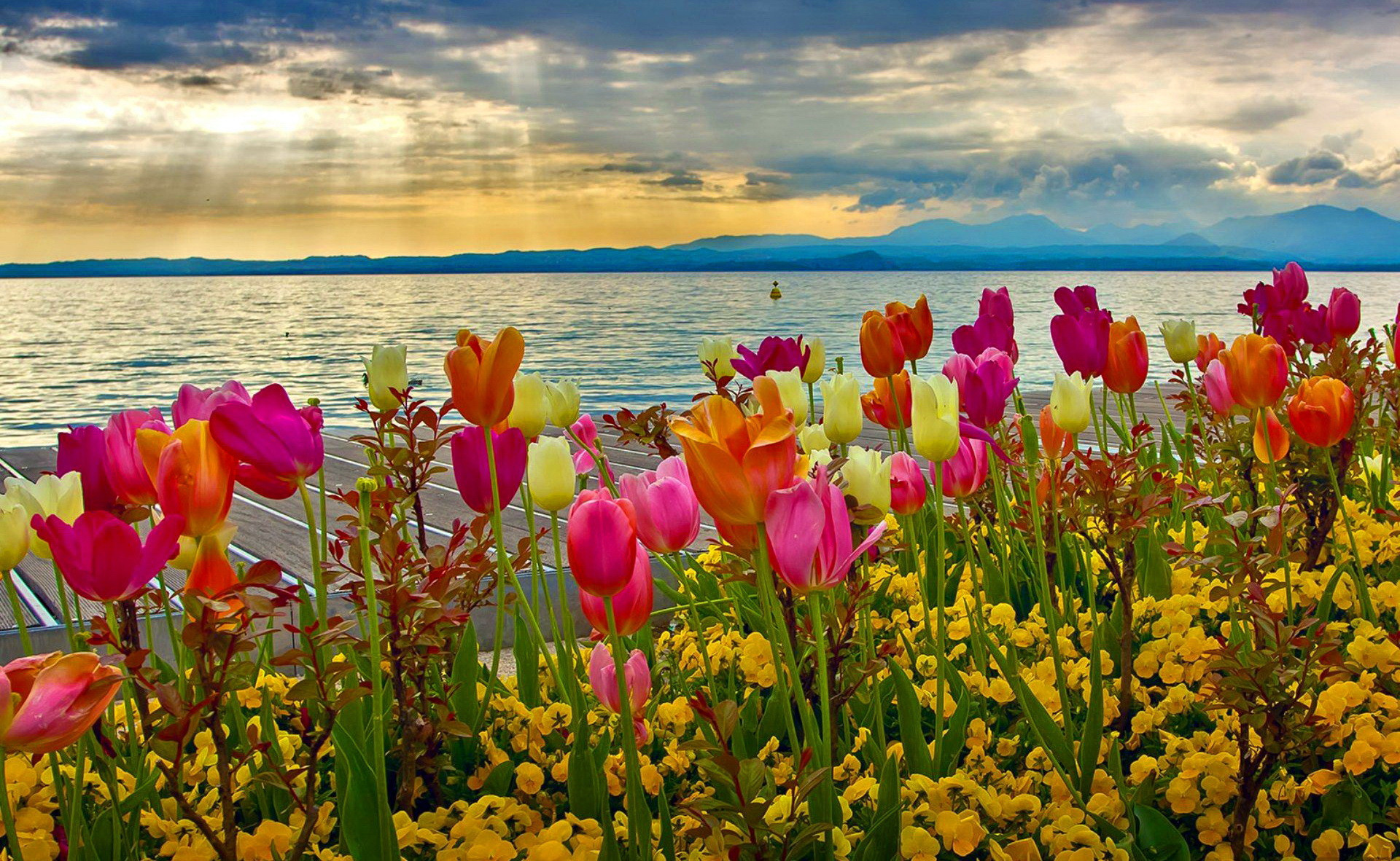 Spring Flowers Background Desktop 66