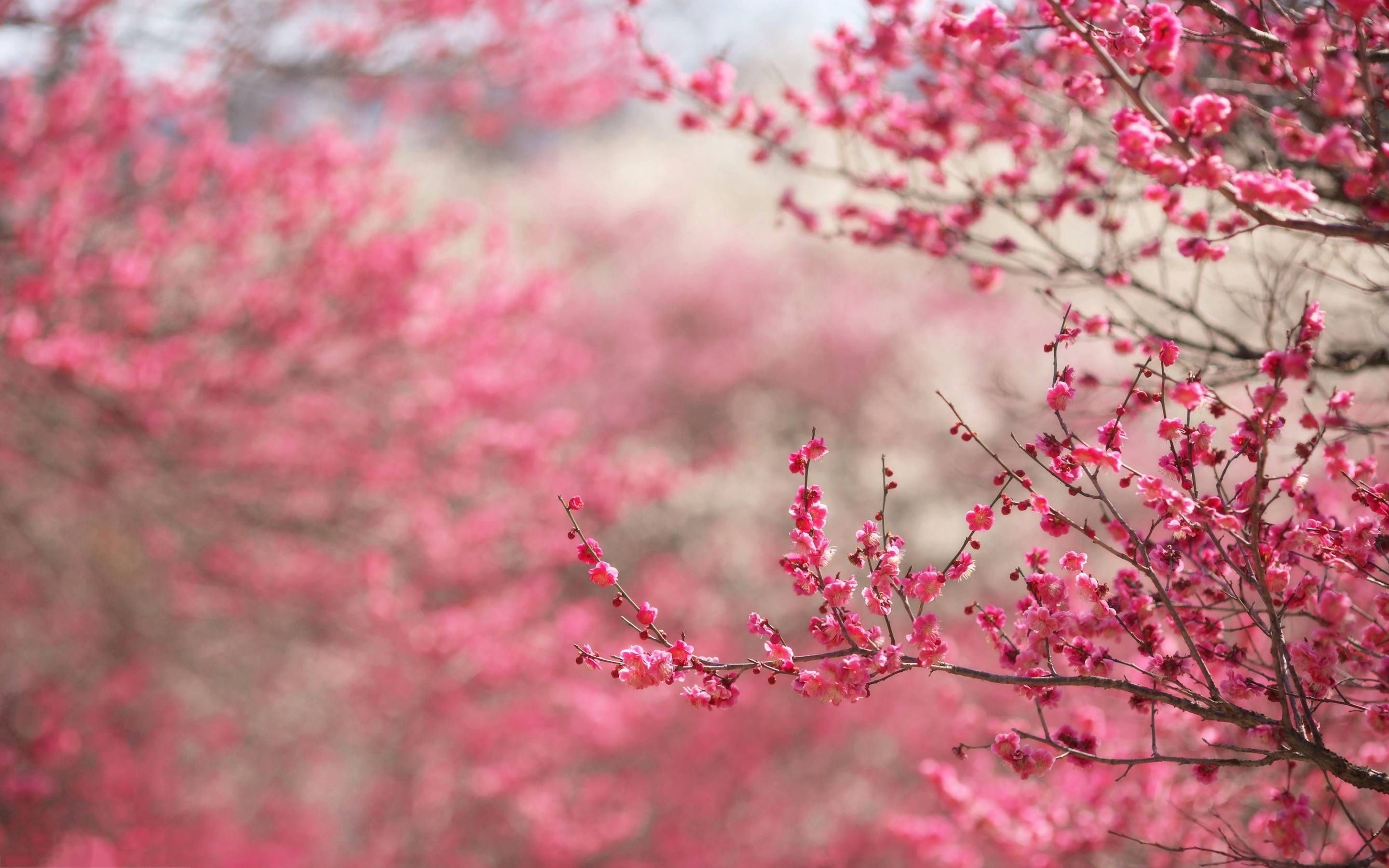 Cherry Blossom Backgrounds 61 Pictures