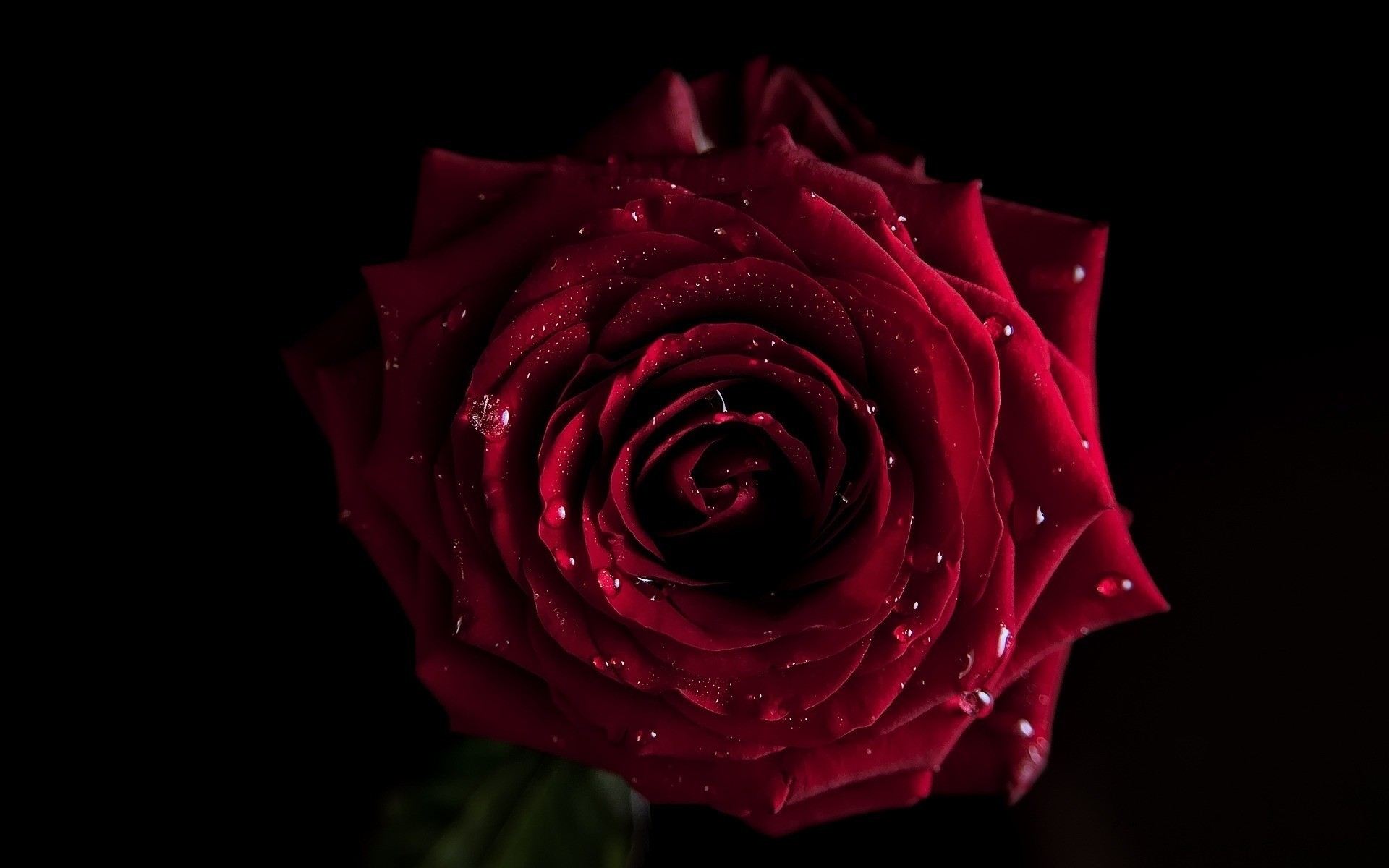rose dark shadow drop 1920x1200