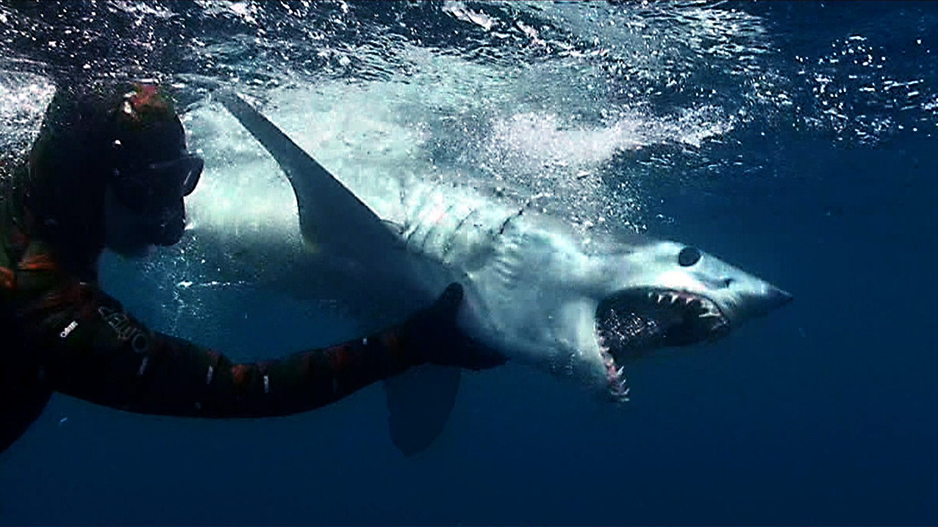 Мако акула опасна для человека. Акула мако. Акула мако нападение на человека. Акула мако скорость.