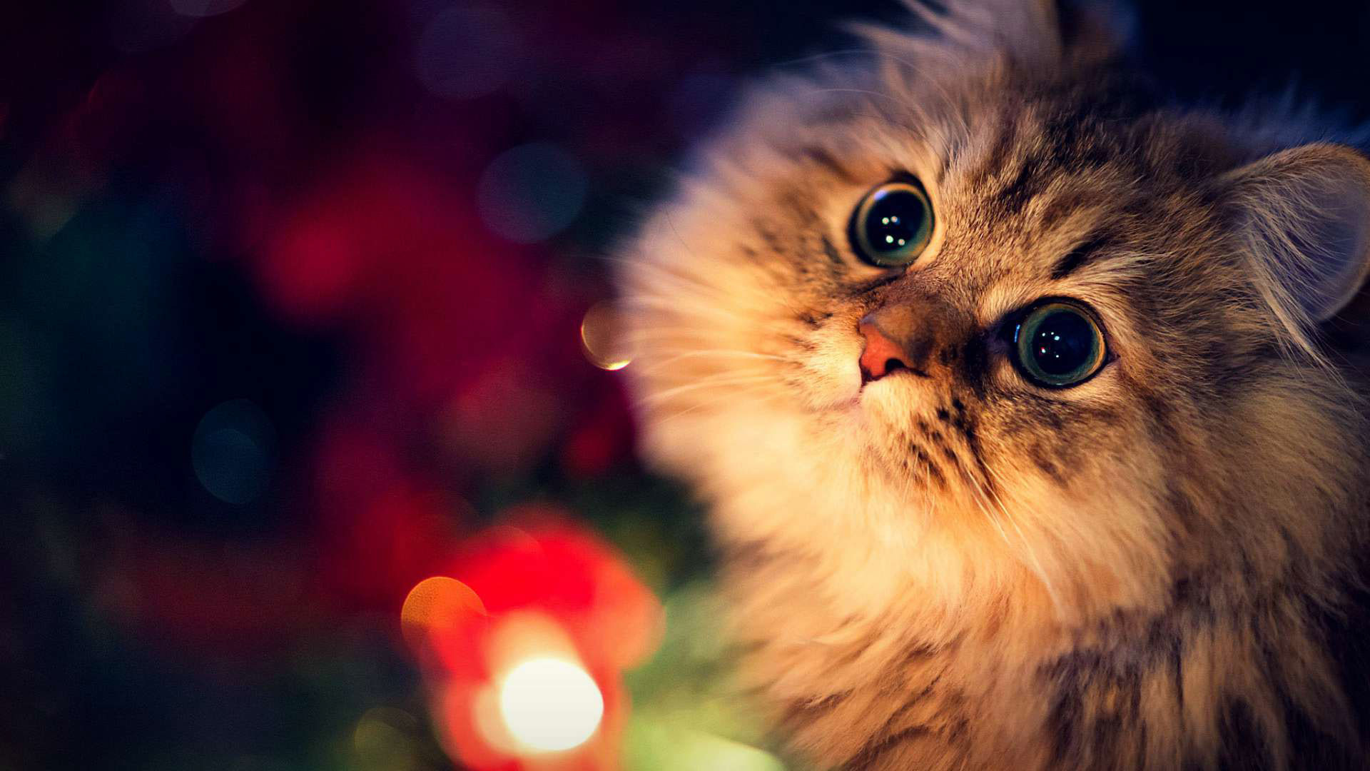 Cat full hd, hdtv, fhd, 1080p wallpapers hd, desktop backgrounds 1920x1080,  images and pictures