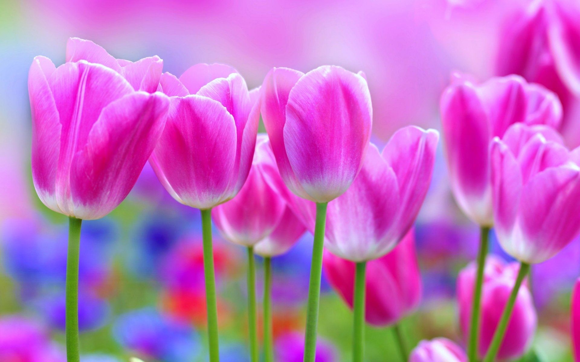 Pretty Flowers Wallpaper 46 Pictures