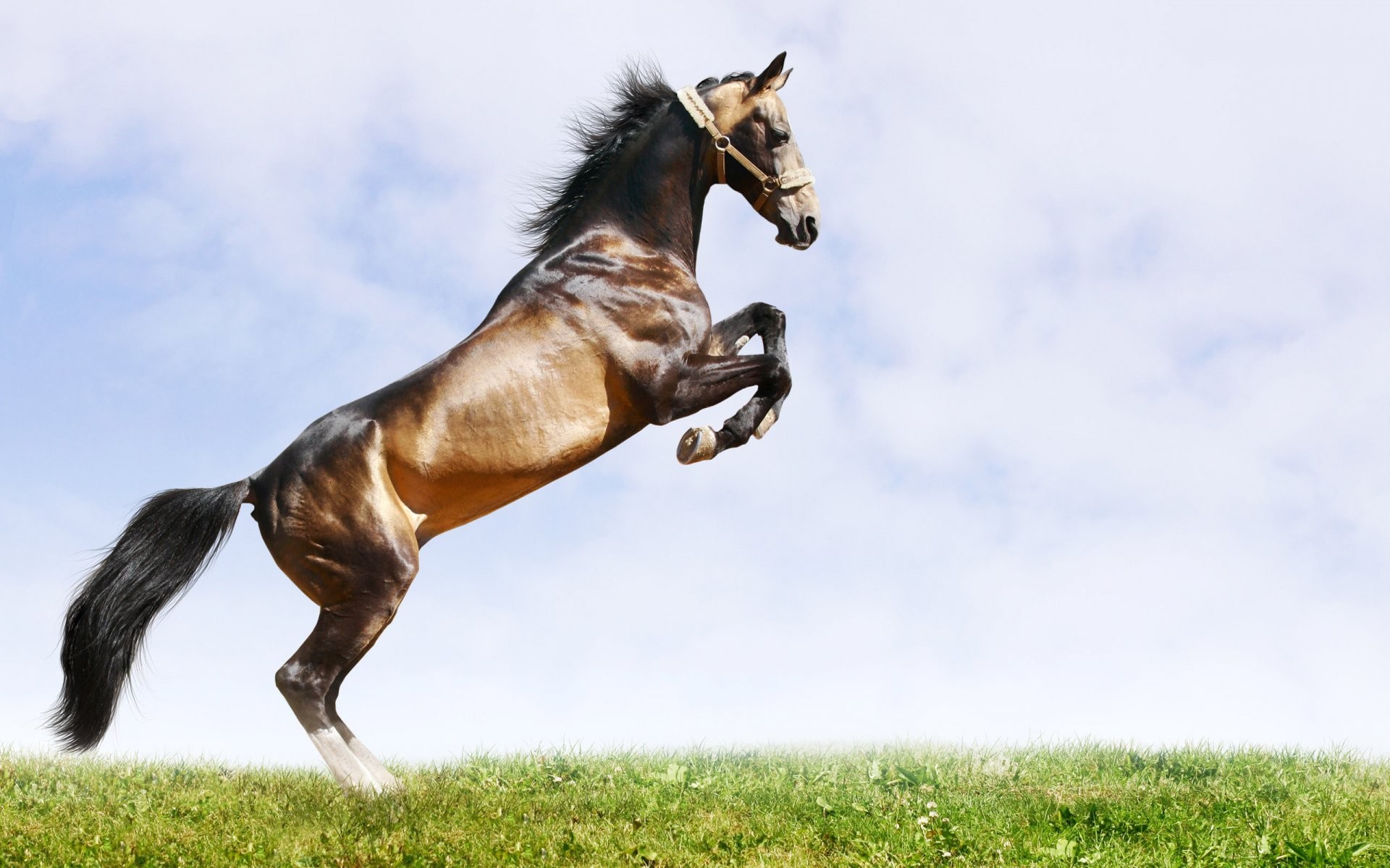 horse background grass sky buck mane tail muscles 1920x1200